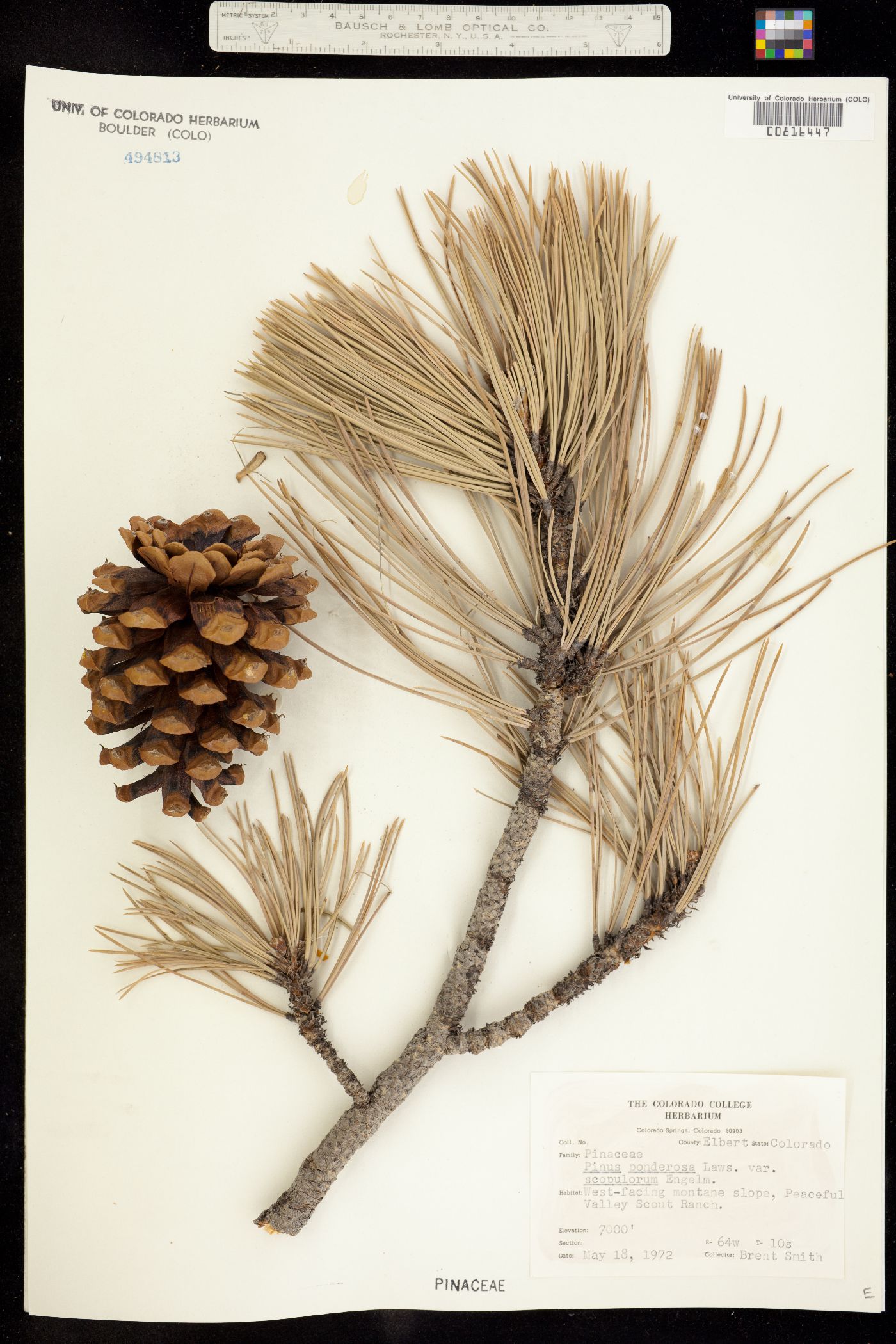Pinus ponderosa var. scopulorum image