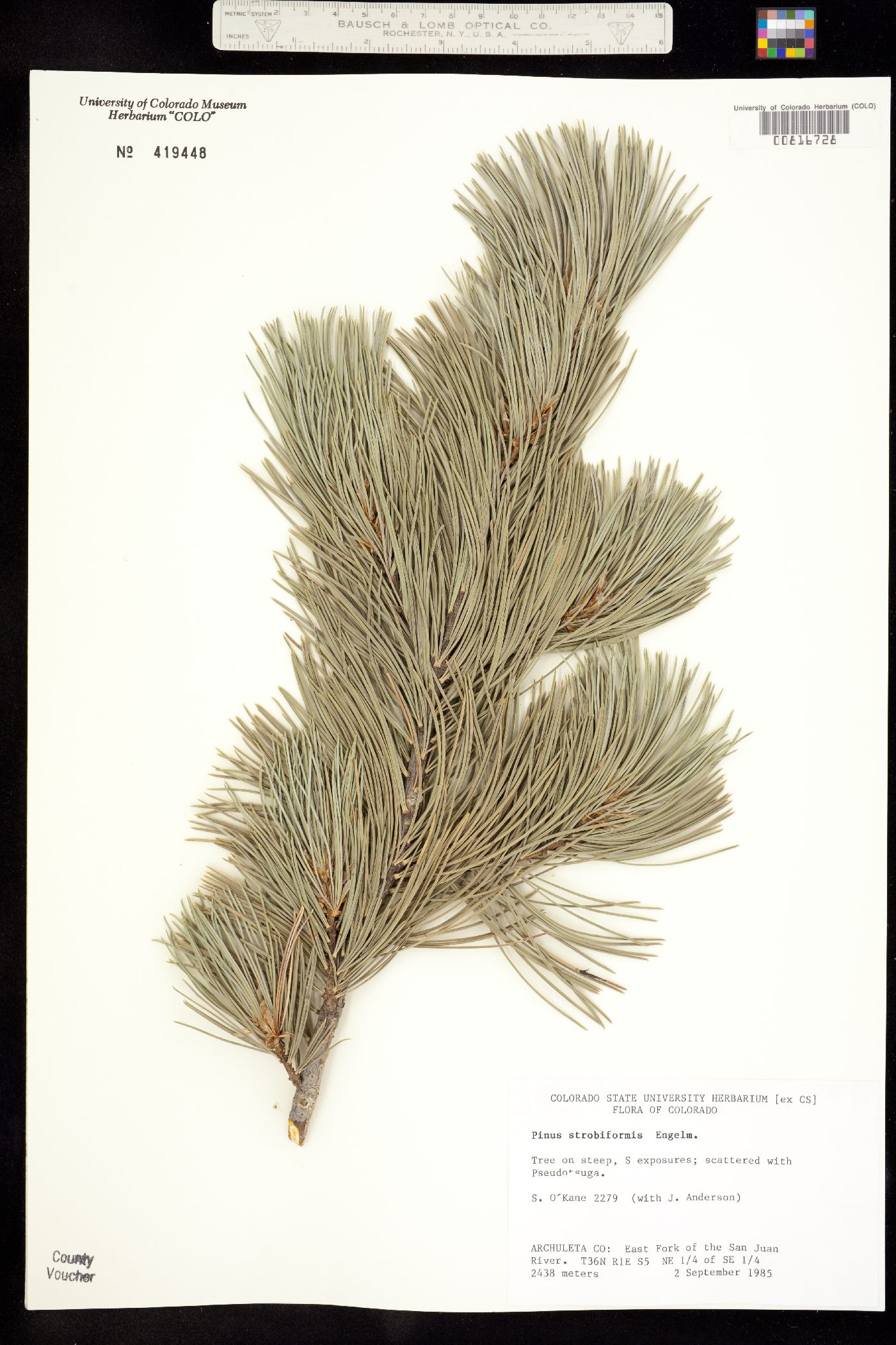 Pinus strobiformis image