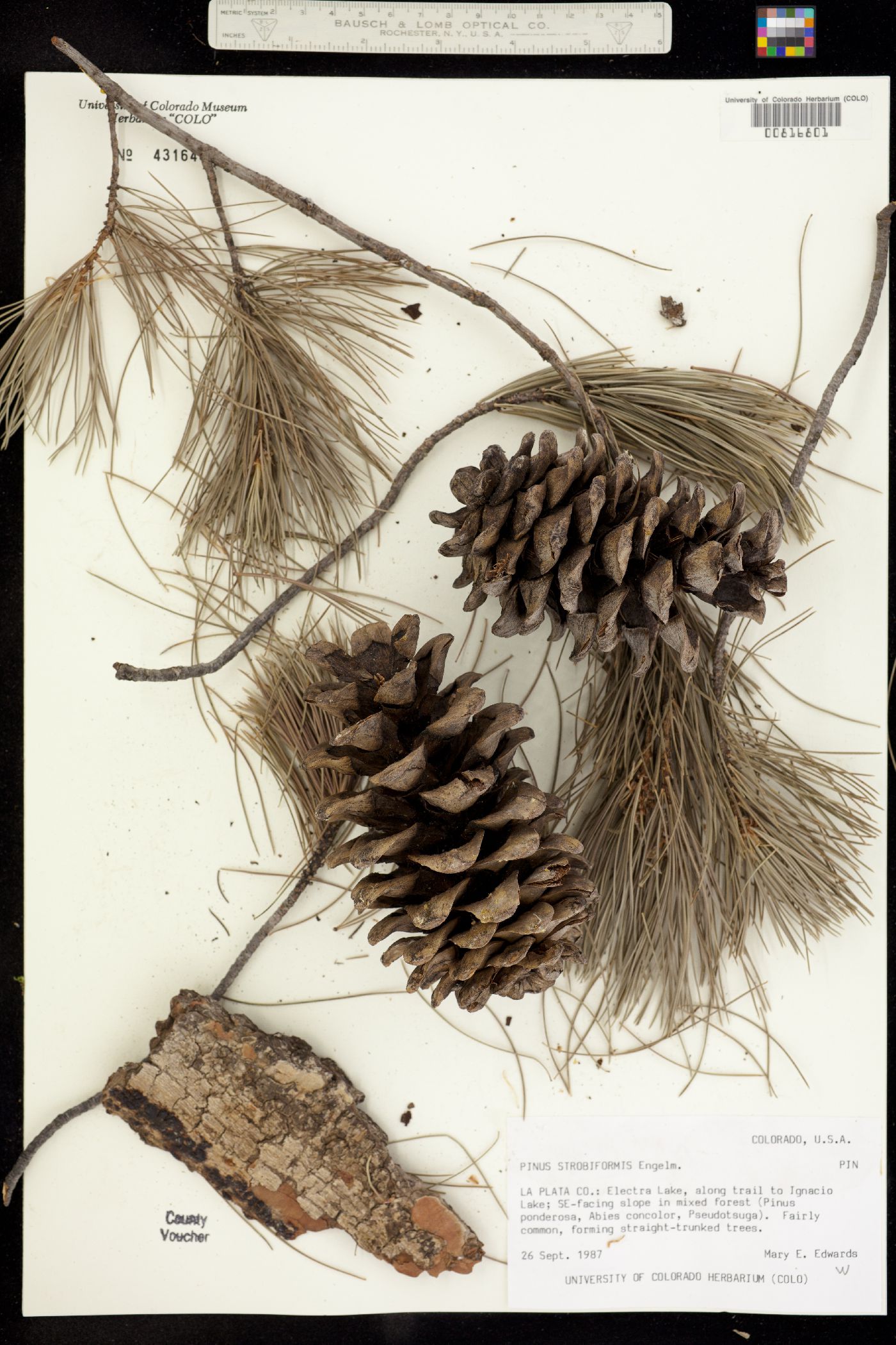 Pinus strobiformis image