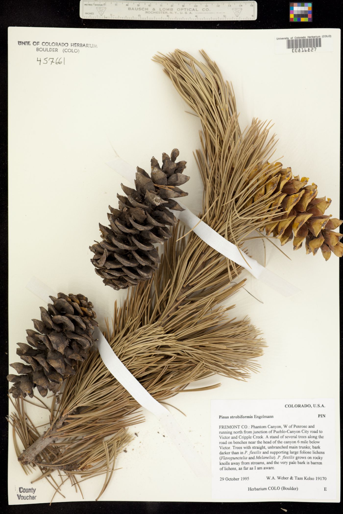 Pinus strobiformis image