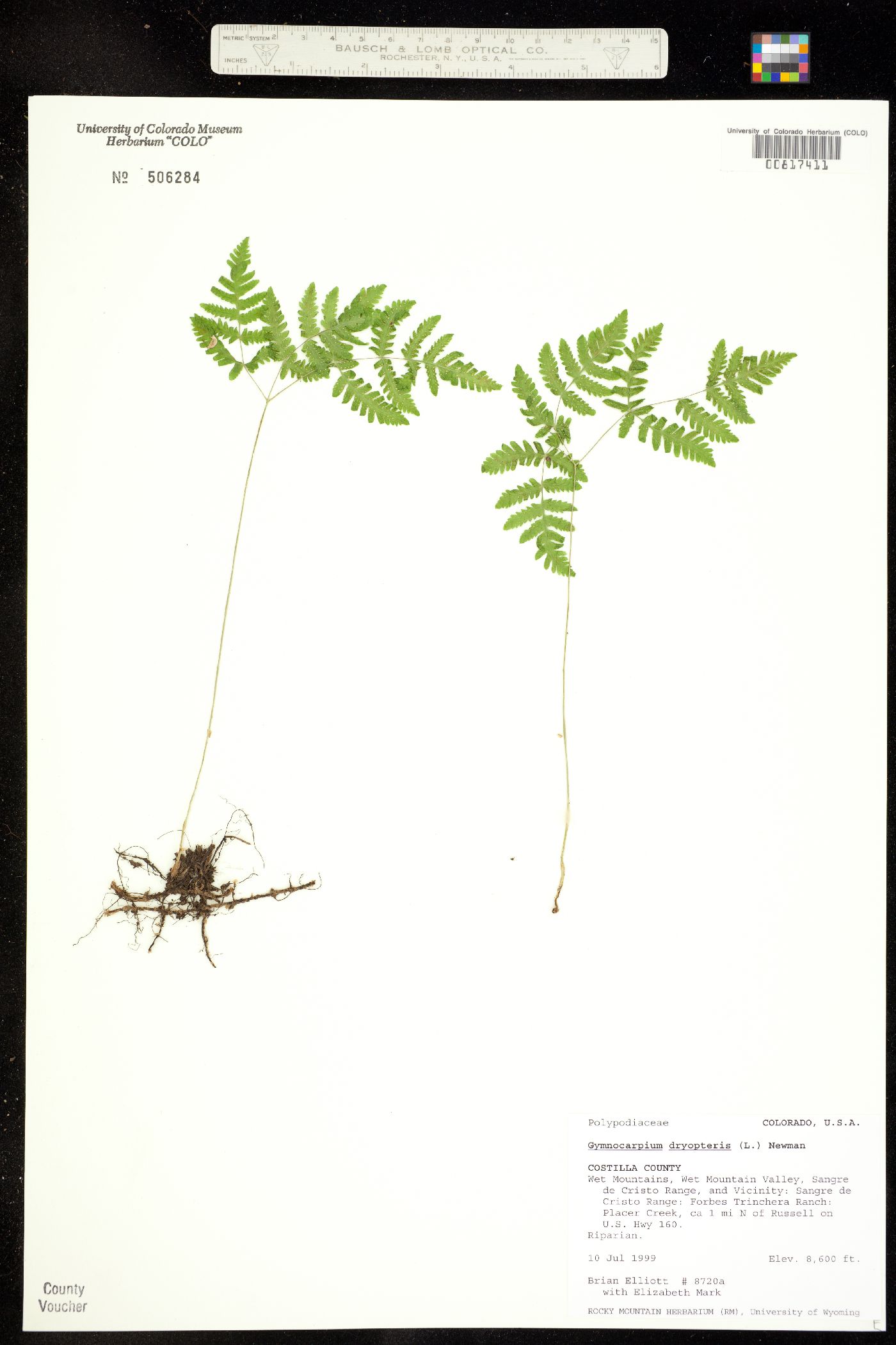 Gymnocarpium dryopteris image