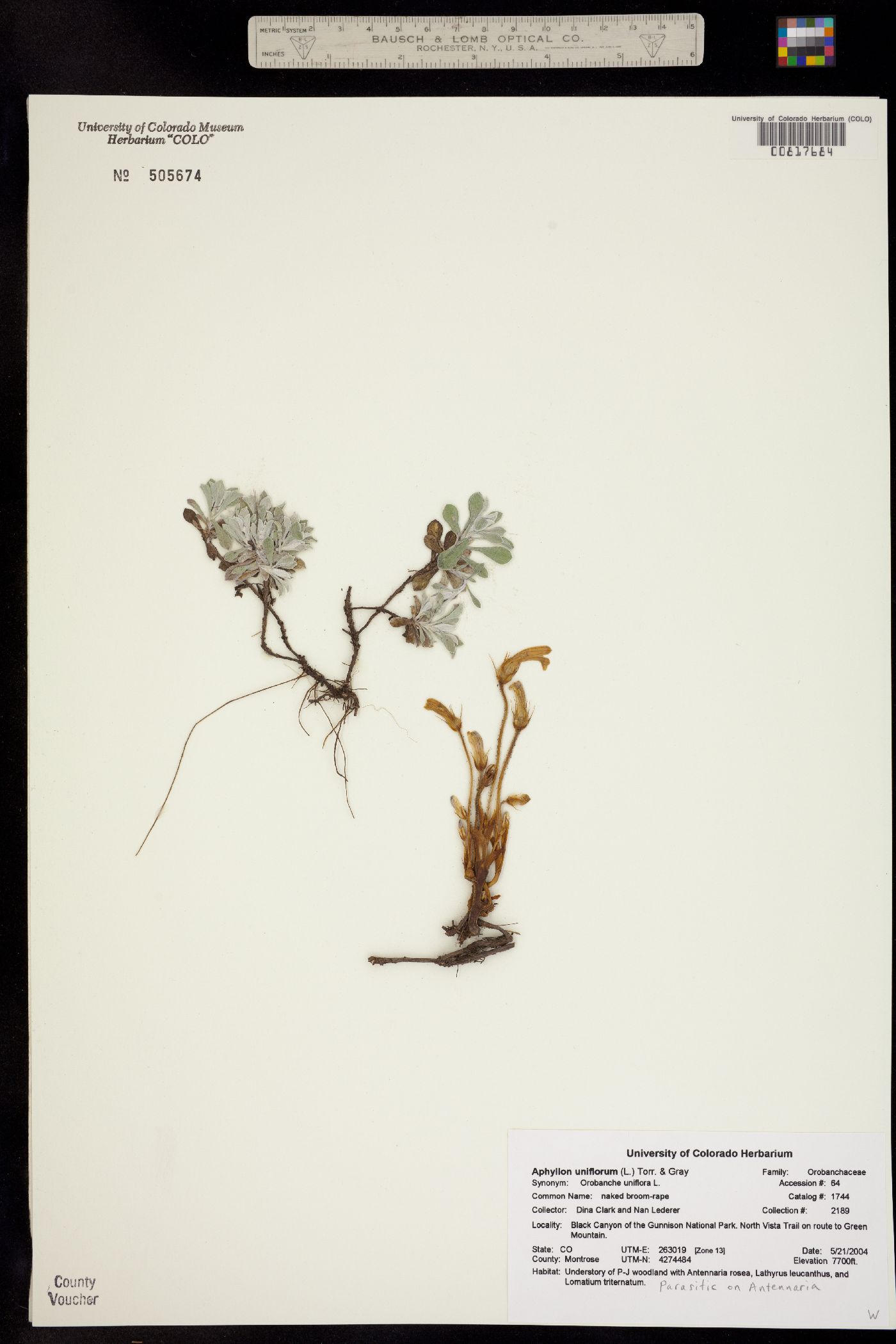 Orobanche uniflora image