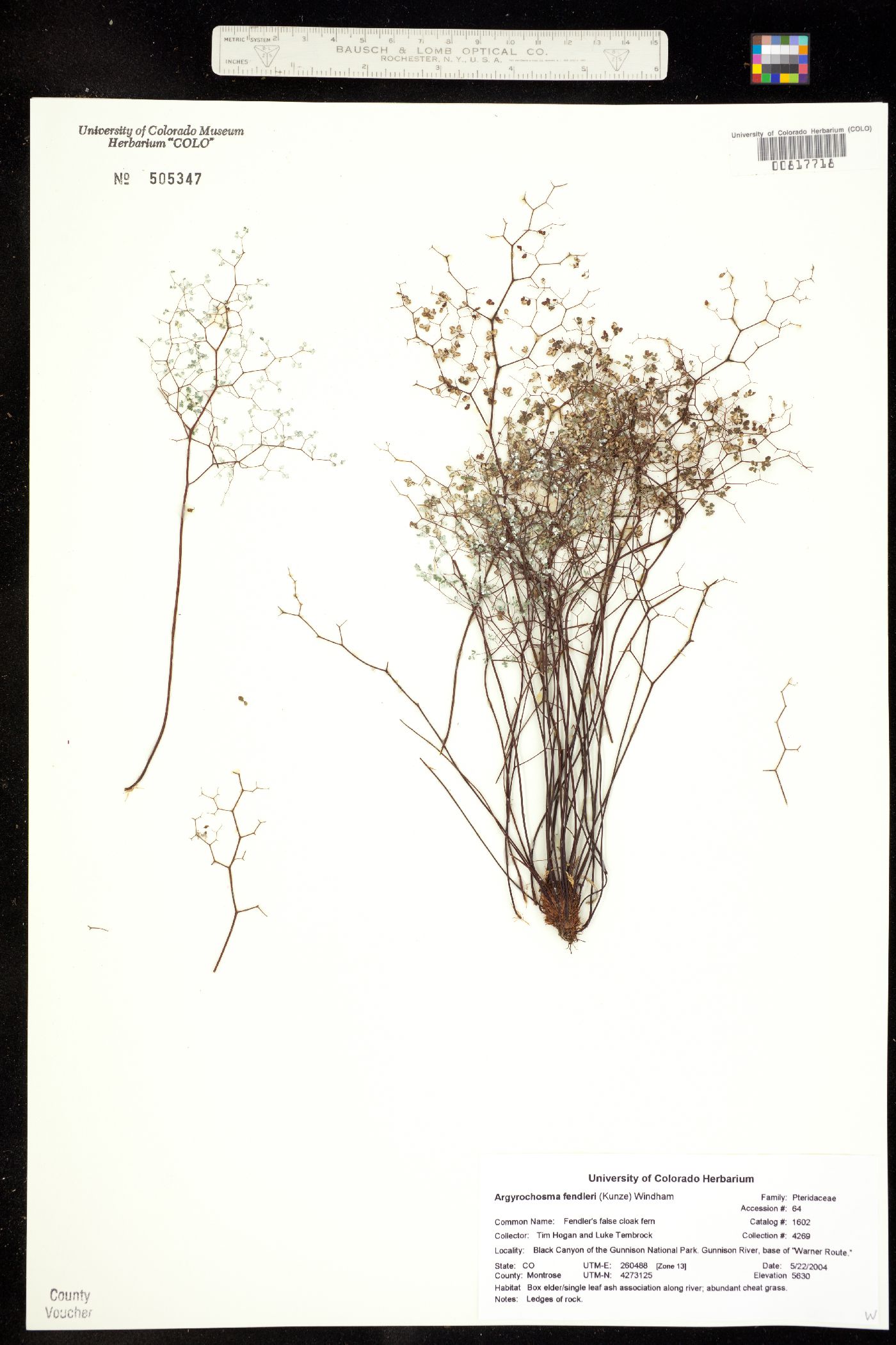 Argyrochosma fendleri image