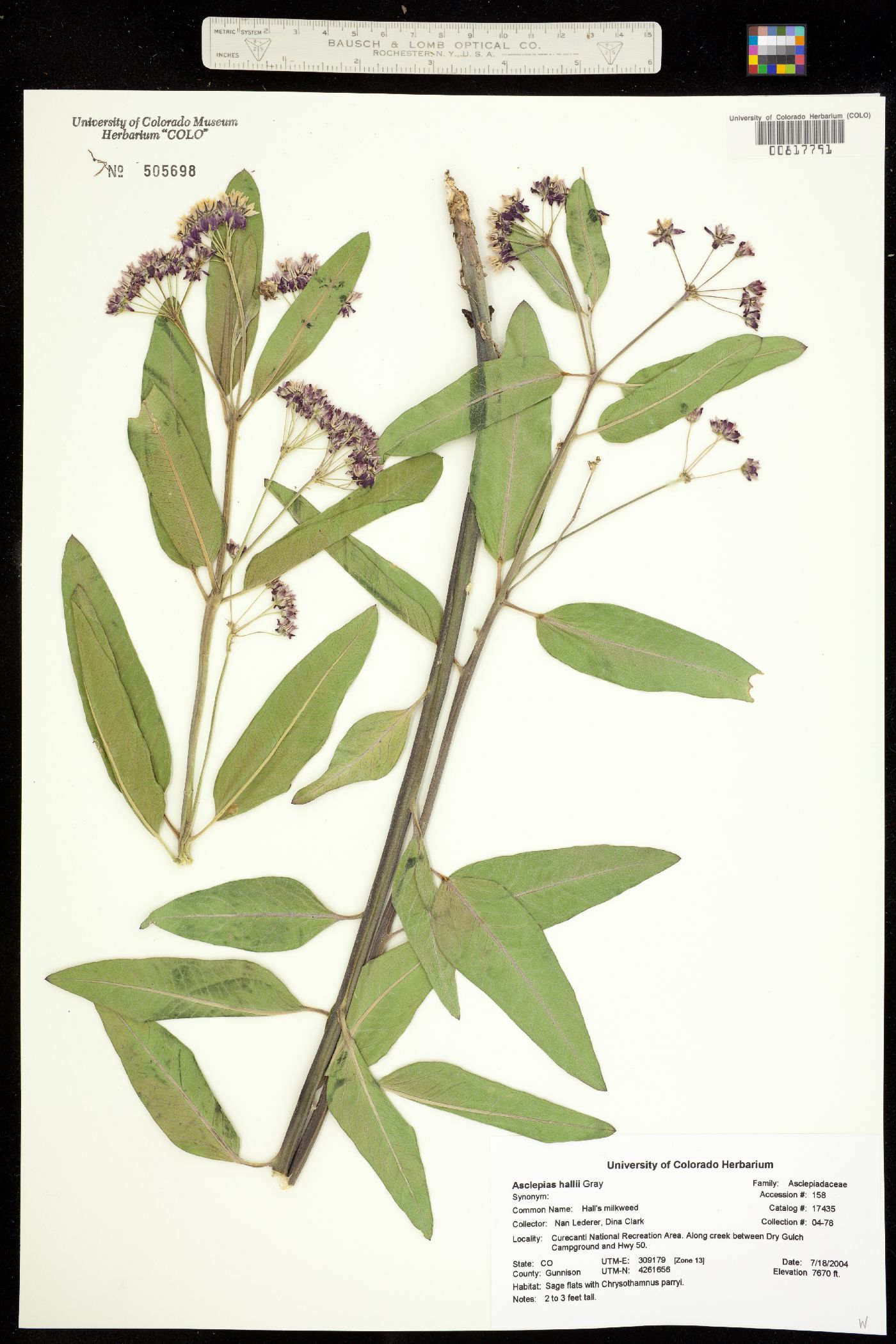 Asclepias hallii image