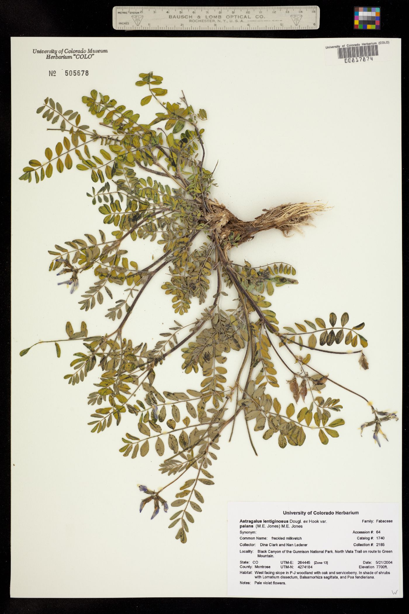 Astragalus lentiginosus image