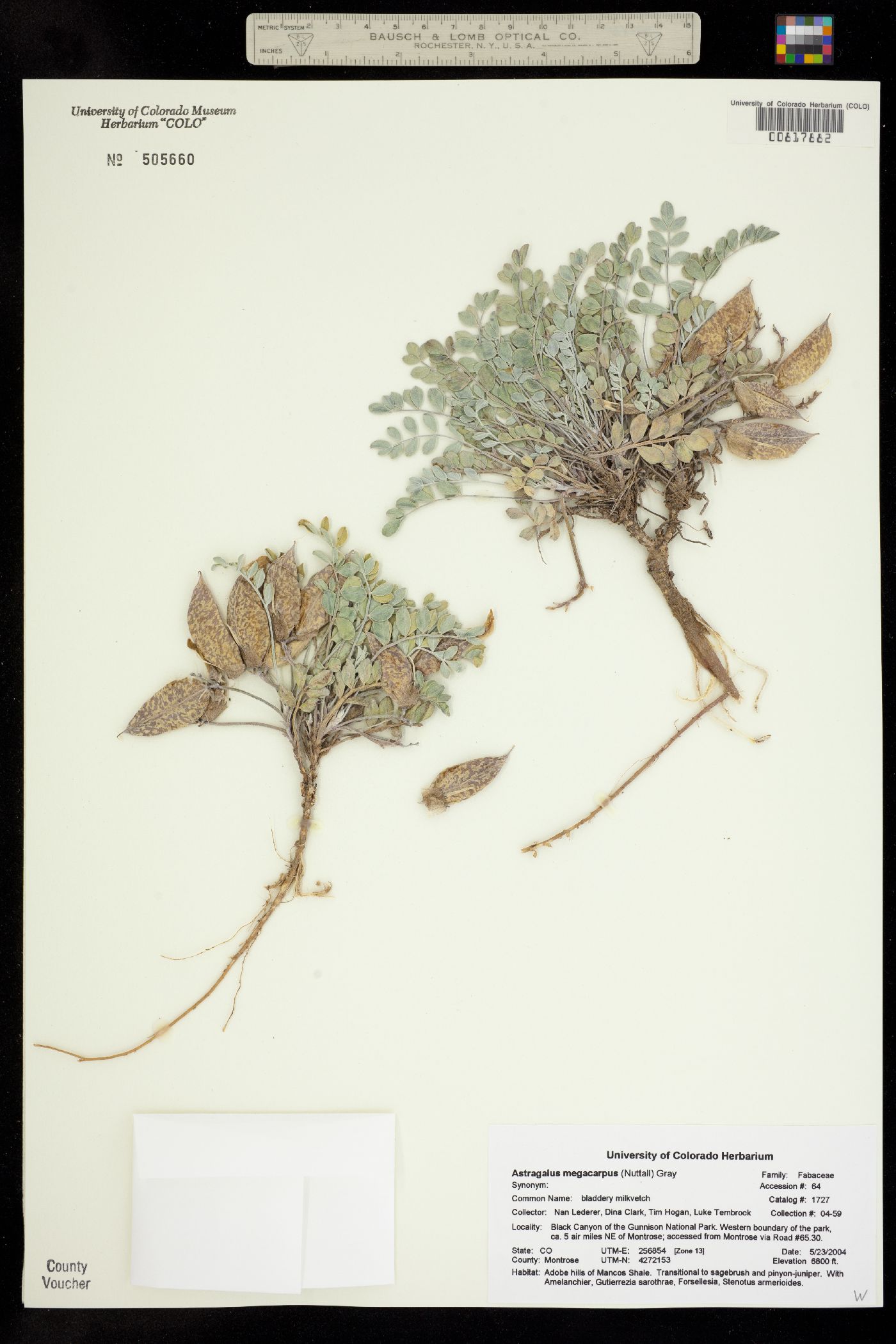 Astragalus megacarpus image