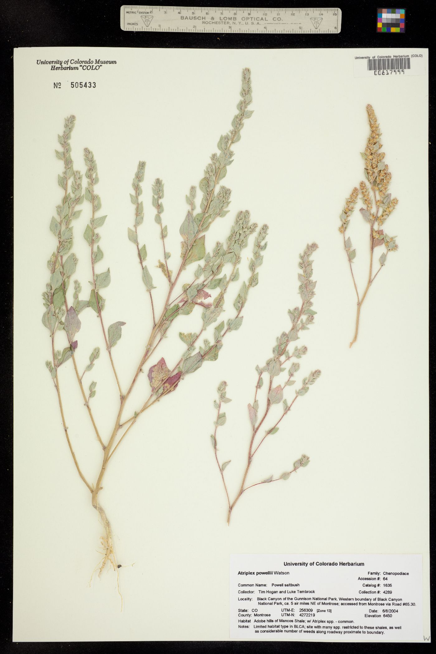 Atriplex powellii image