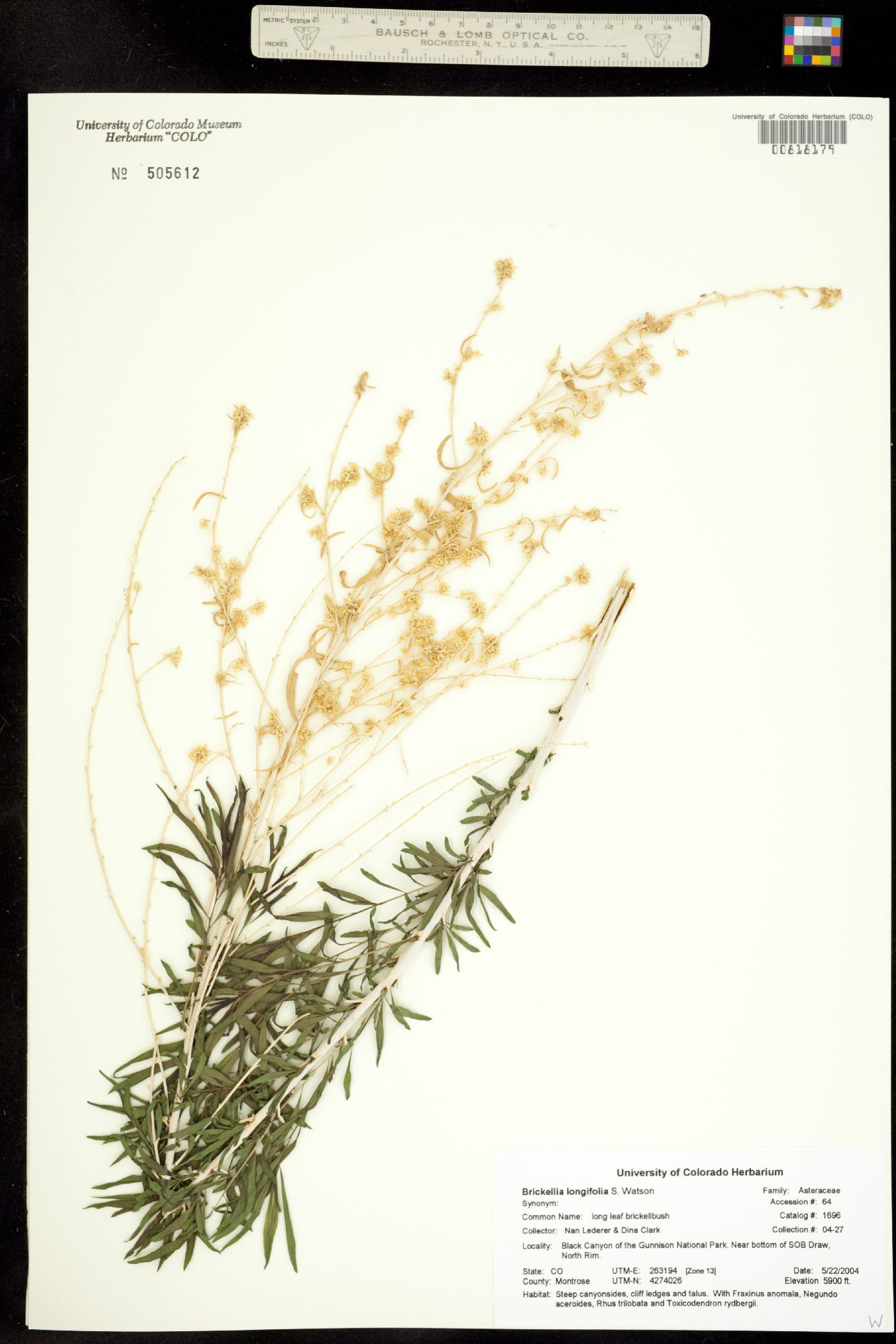 Brickellia longifolia image