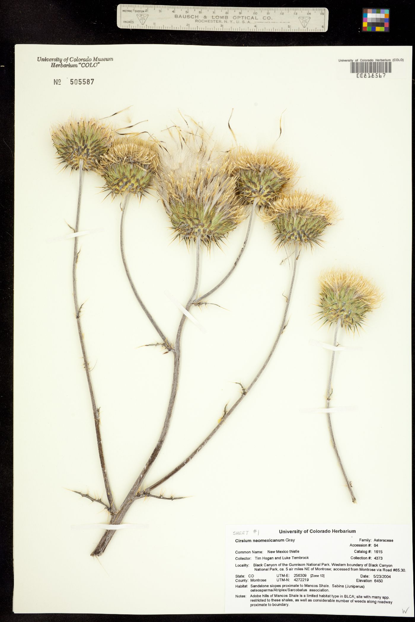 Cirsium neomexicanum image