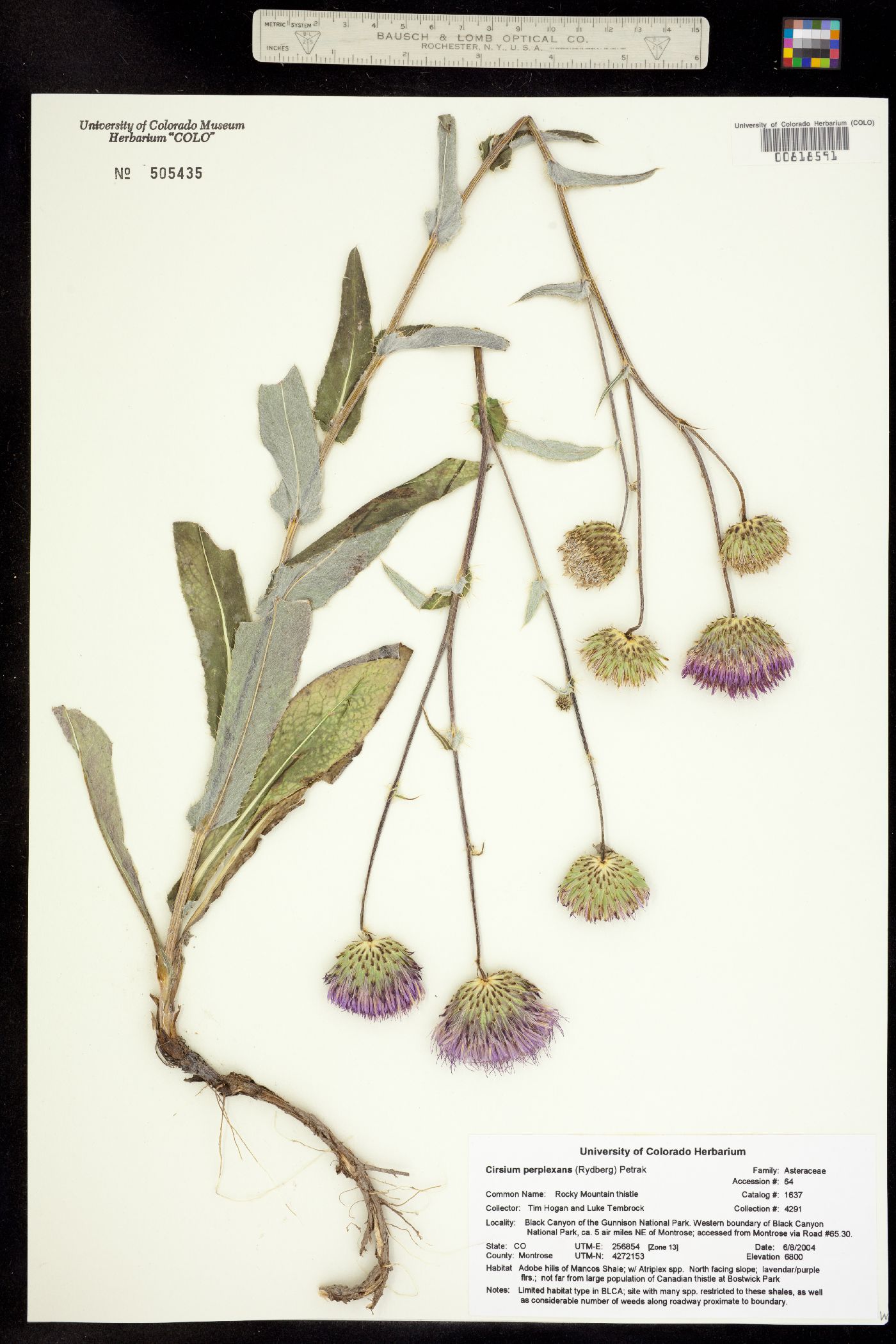 Cirsium perplexans image