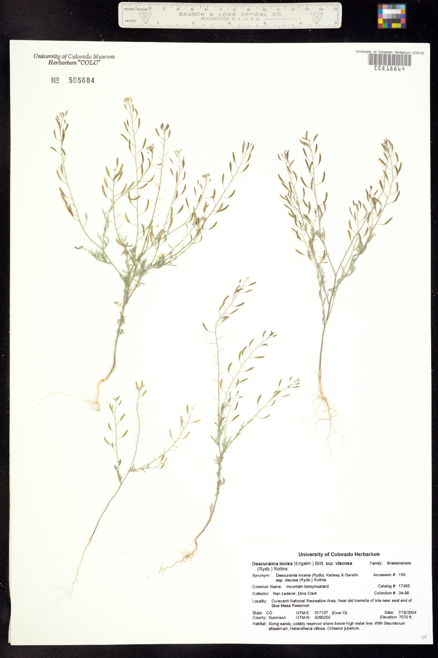 Descurainia incisa ssp. viscosa image