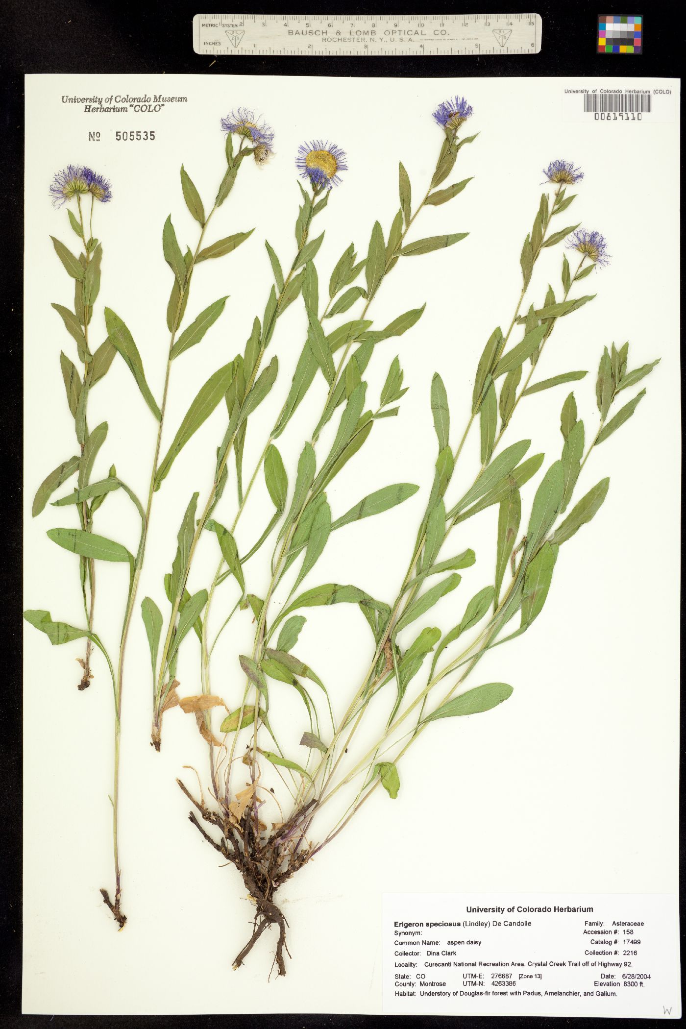 Erigeron speciosus image