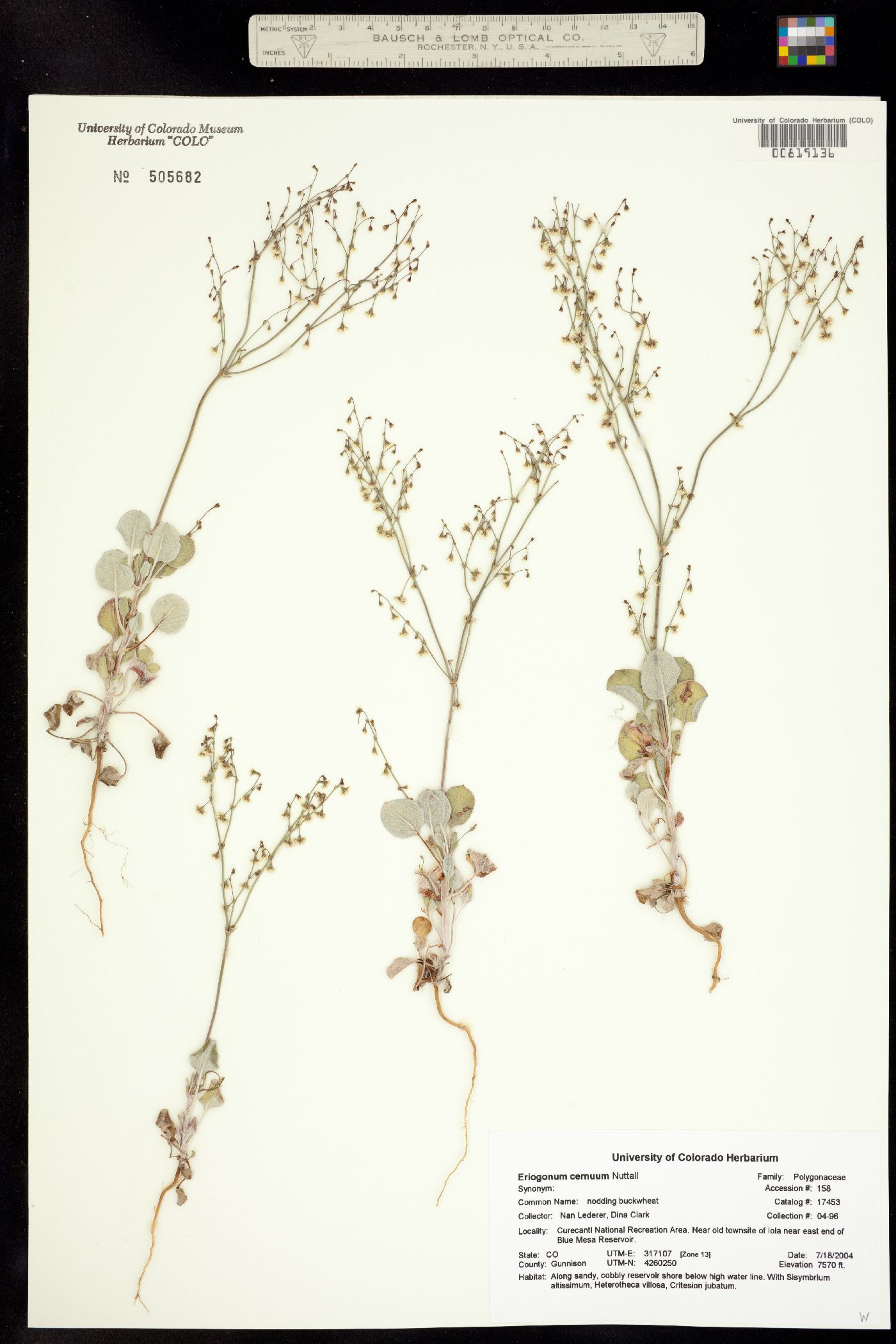 Eriogonum cernuum image