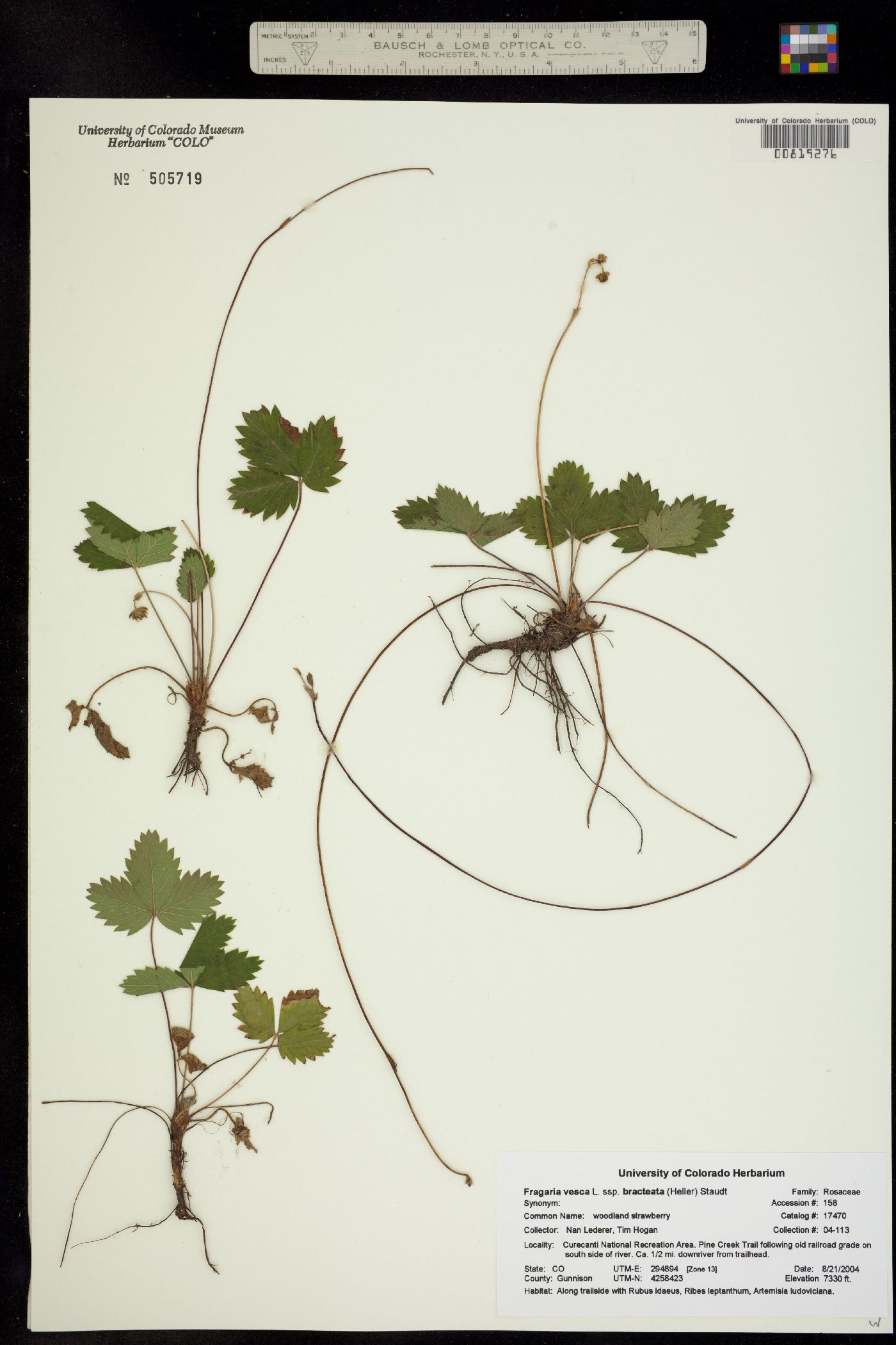 Fragaria image