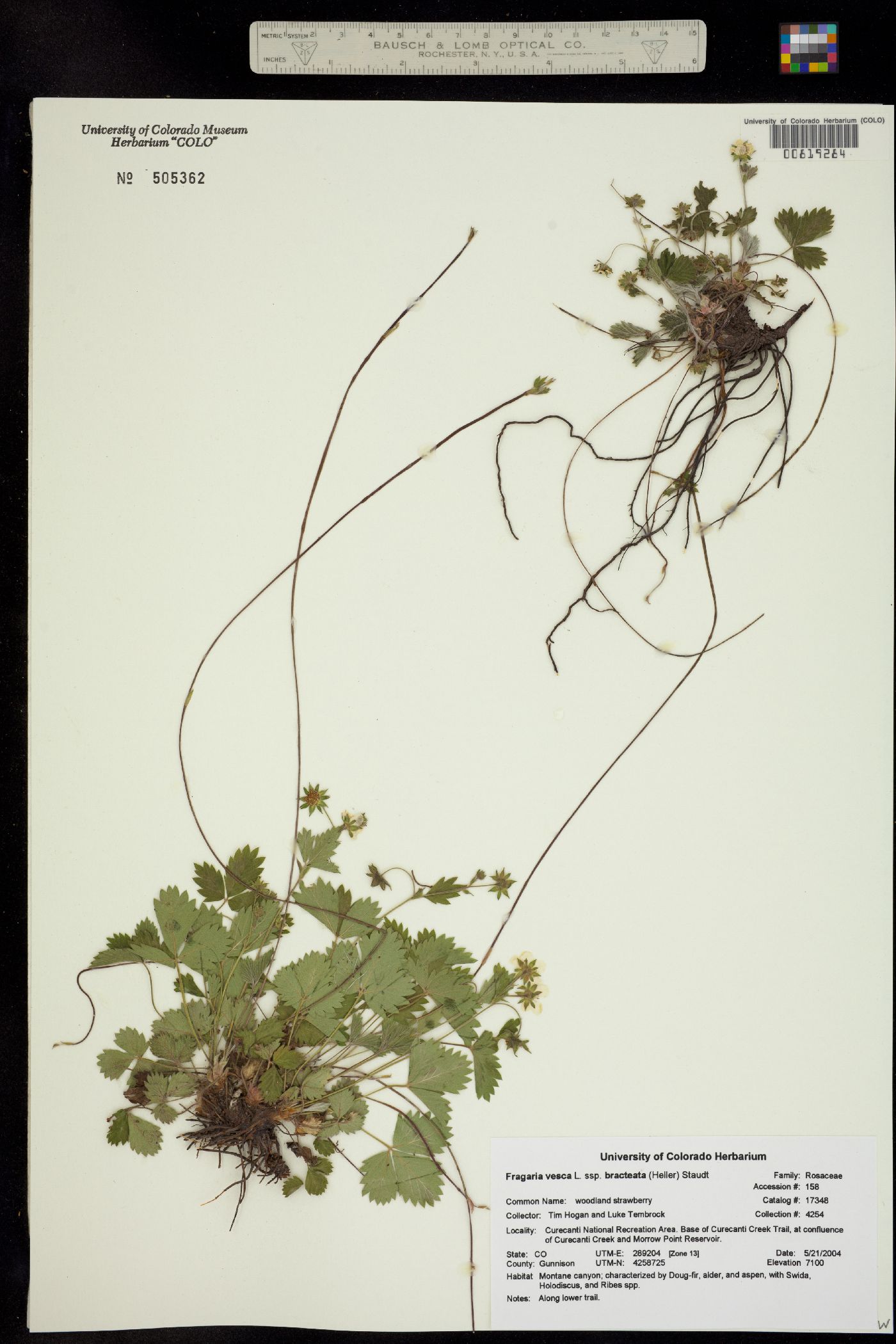 Fragaria vesca ssp. bracteata image