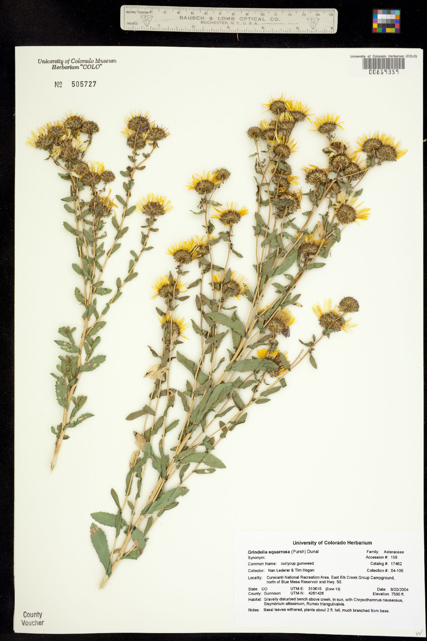 Grindelia squarrosa image