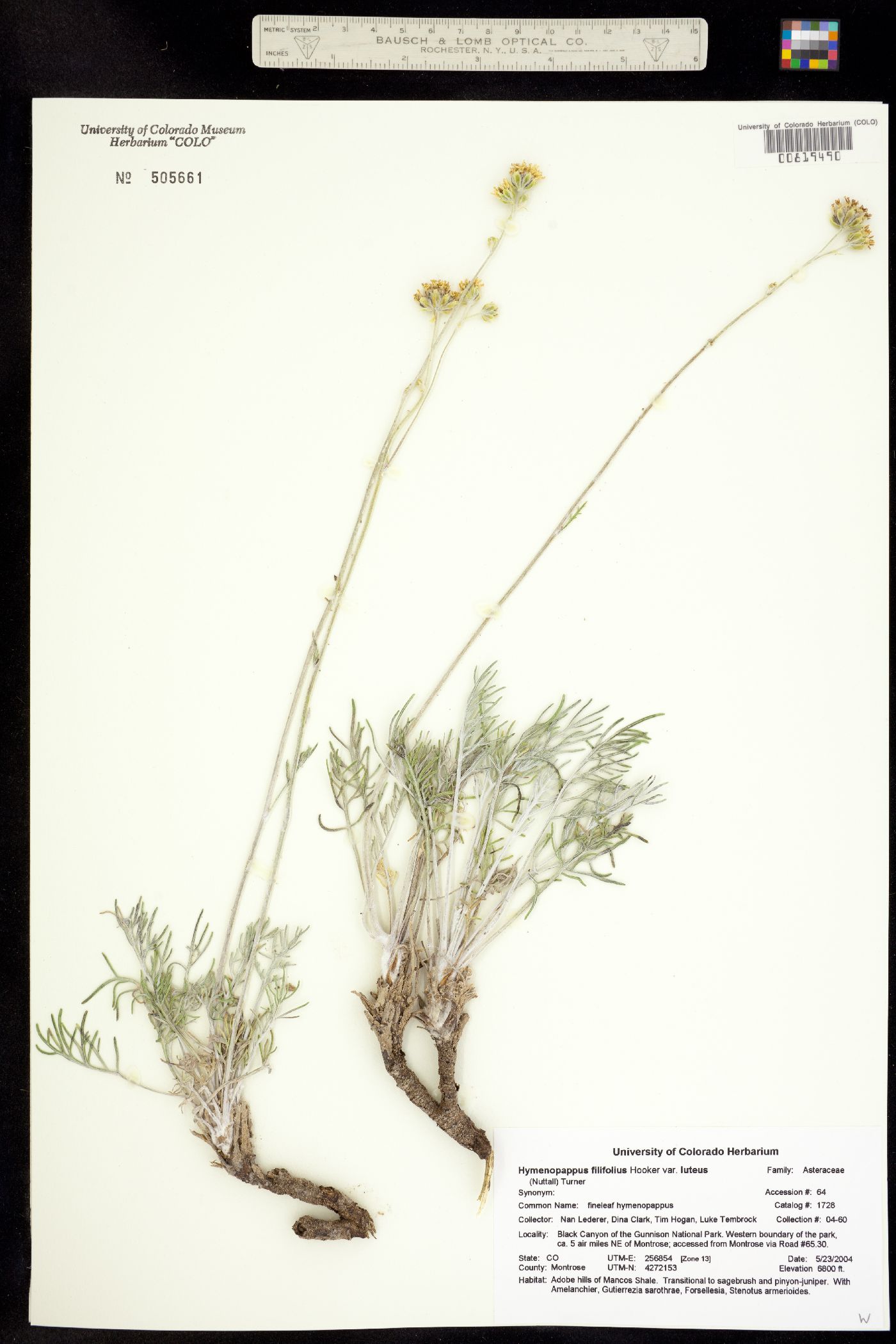 Hymenopappus filifolius var. luteus image