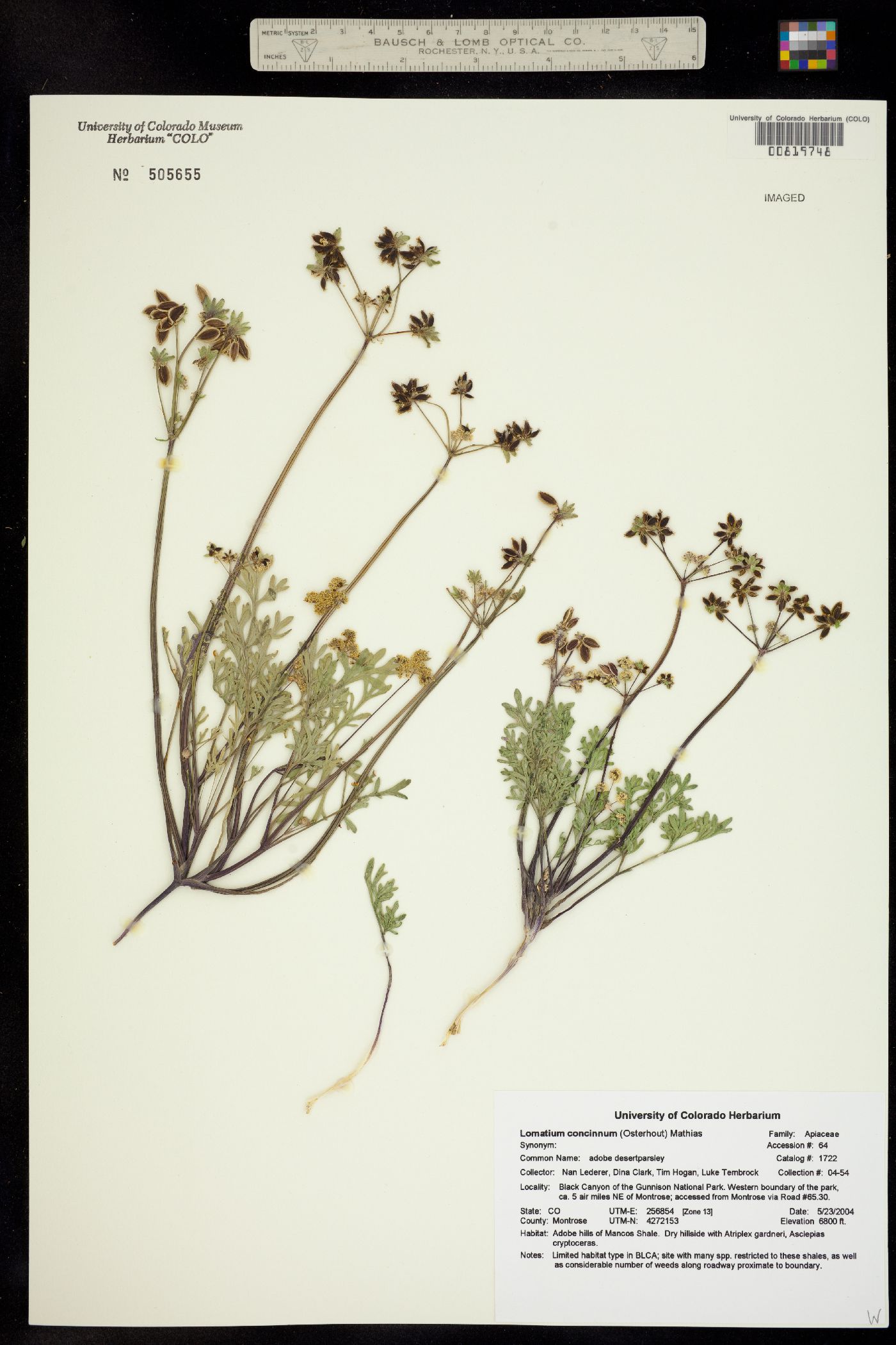 Lomatium concinnum image