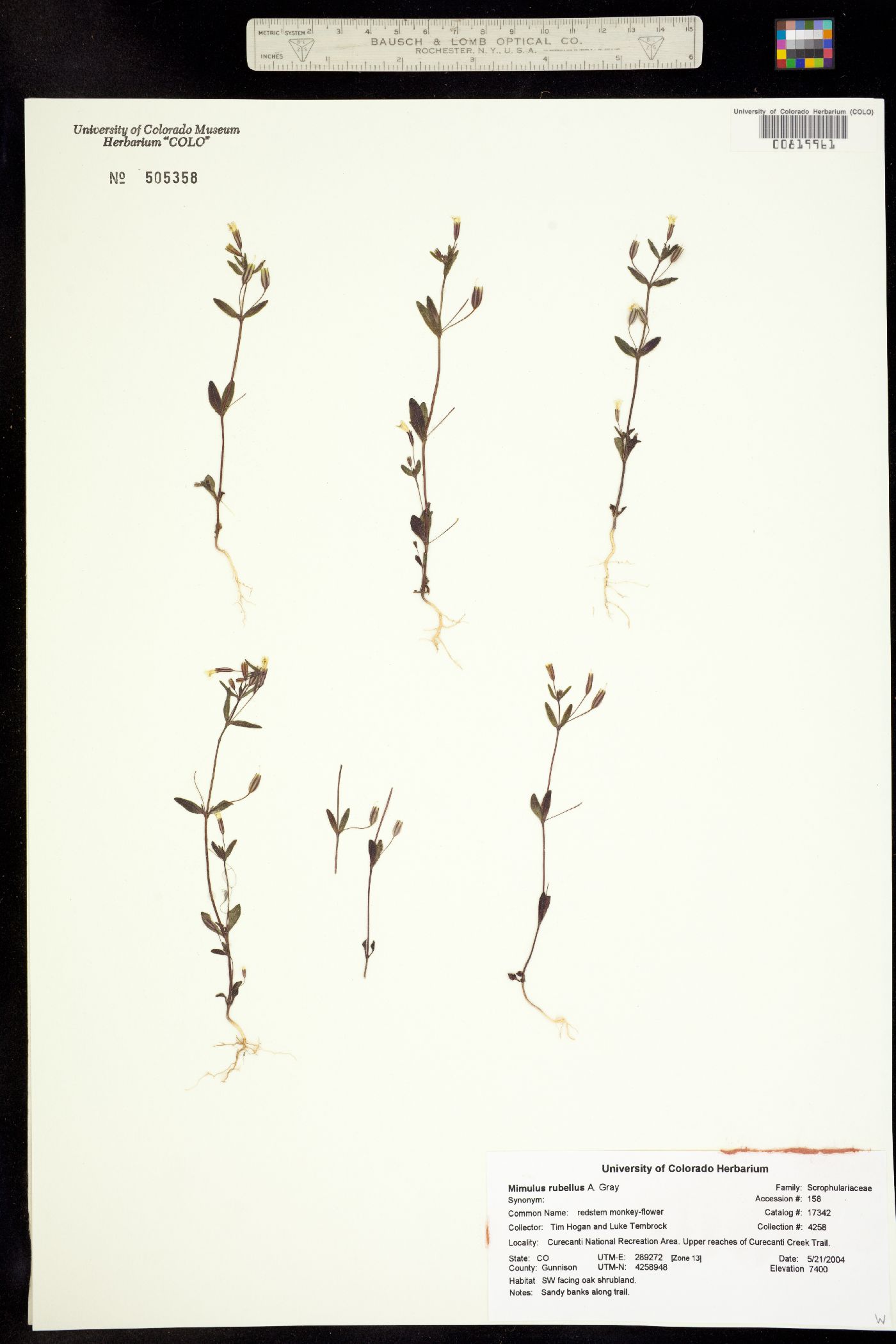 Mimulus rubellus image