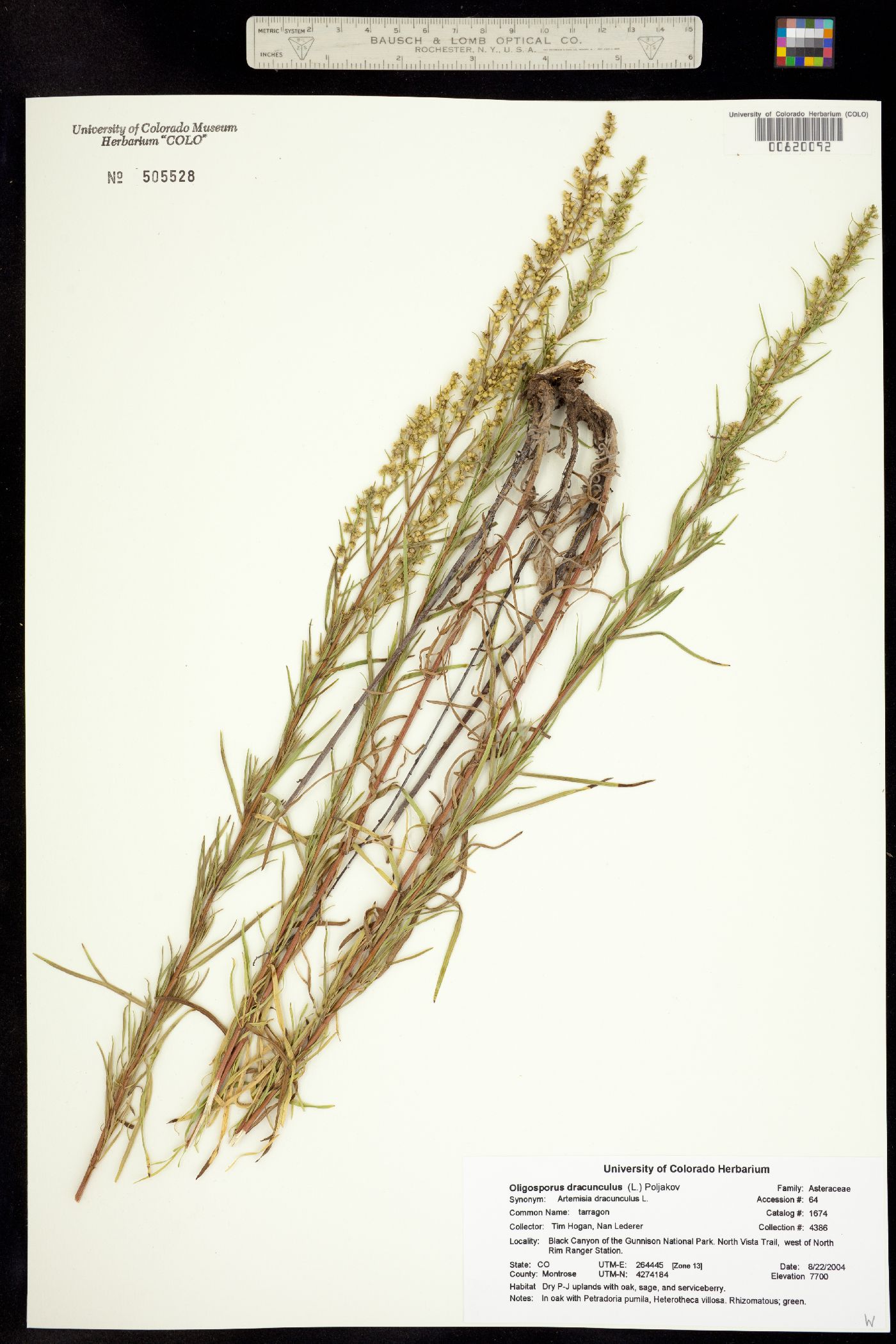 Artemisia dracunculus image