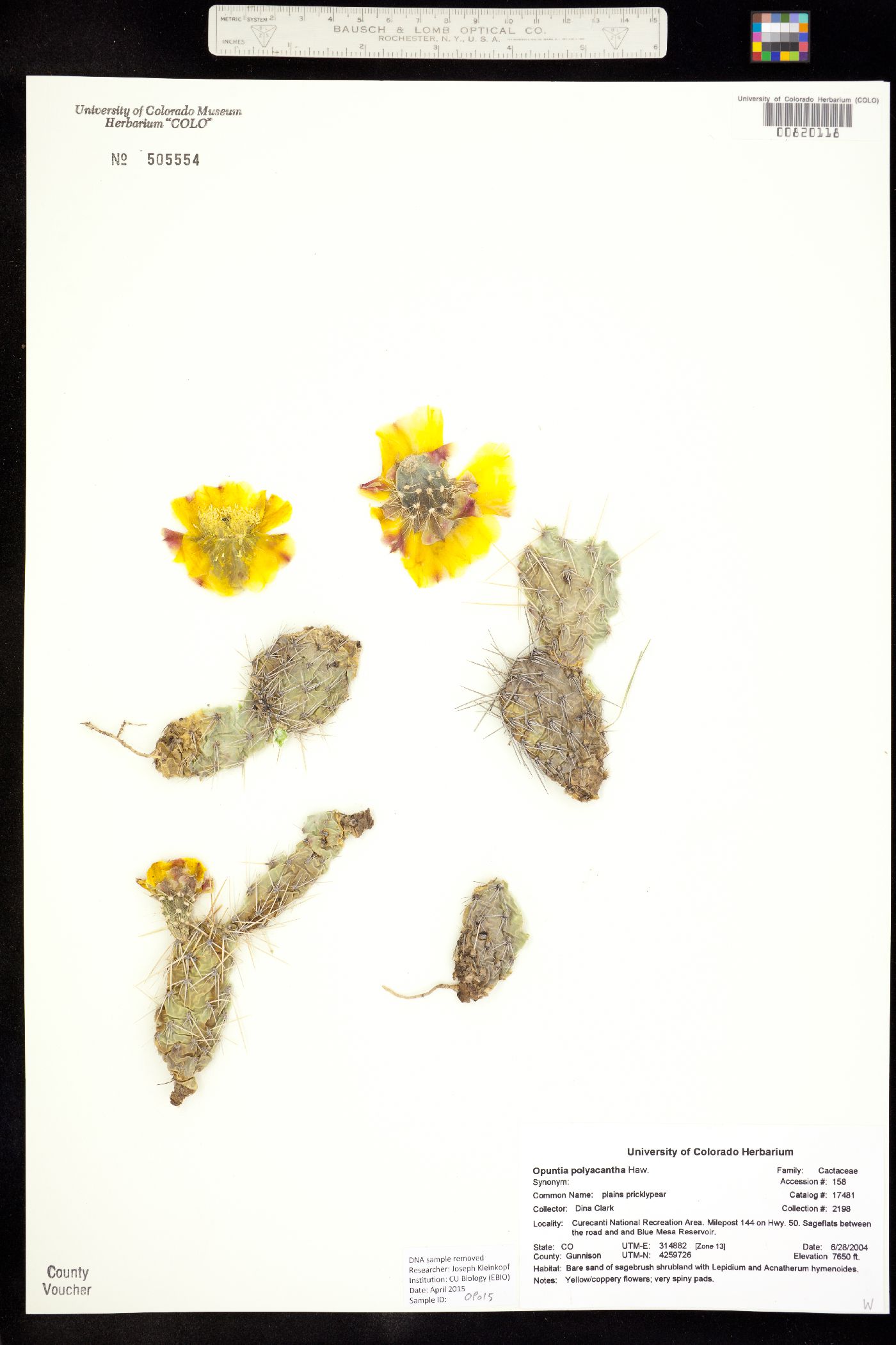 Opuntia polyacantha image
