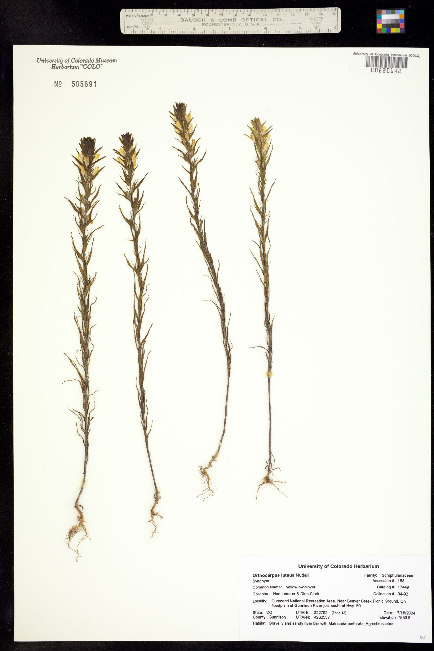 Orthocarpus luteus image