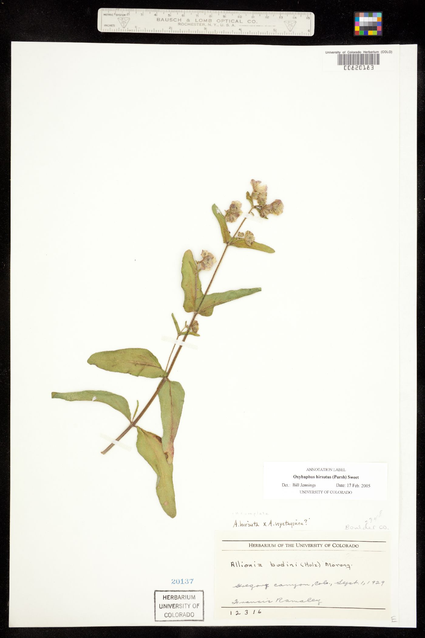 Mirabilis albida image