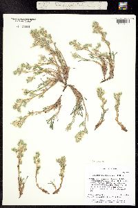 Oreocarya gypsophila image