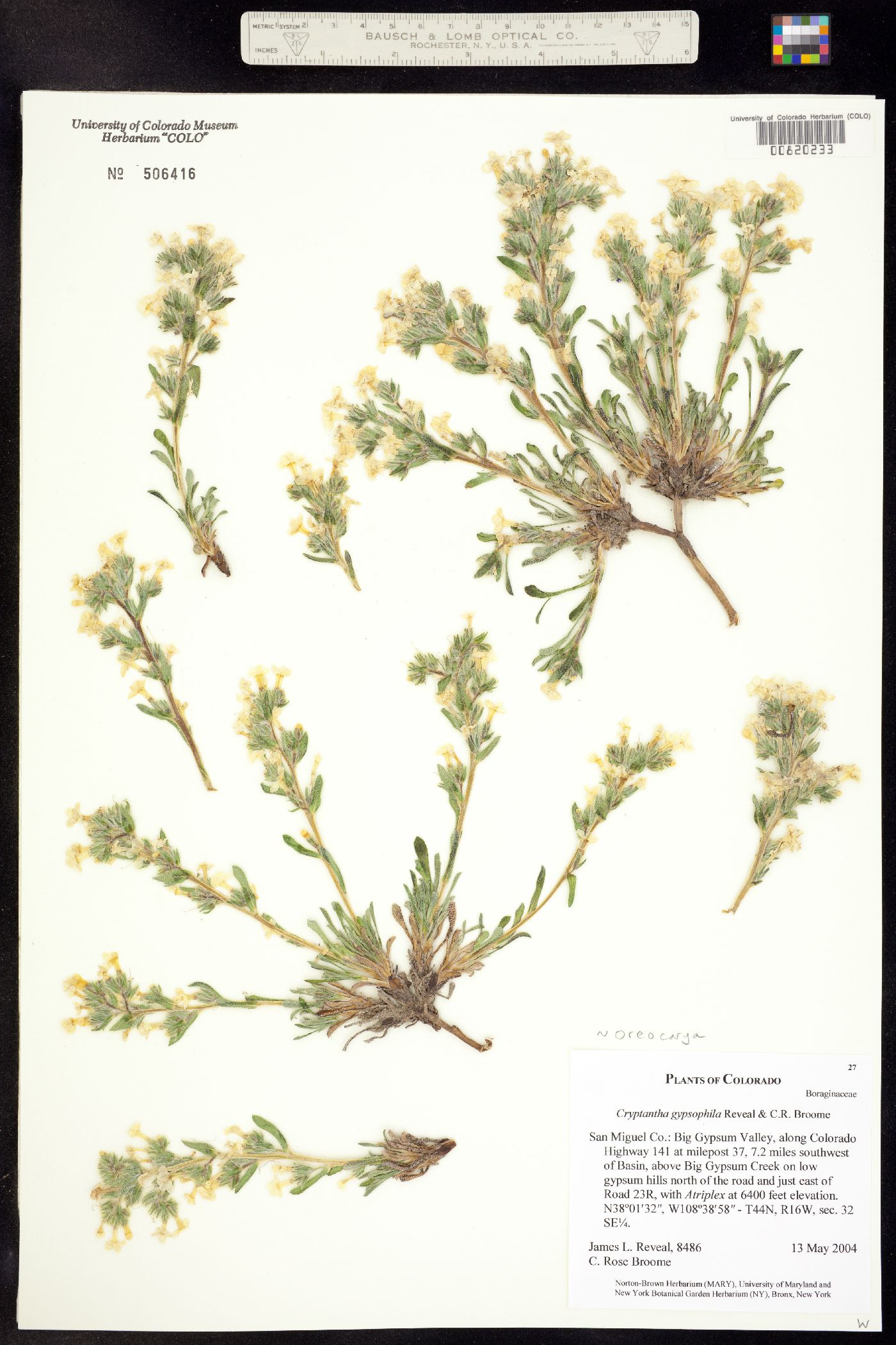 Oreocarya gypsophila image