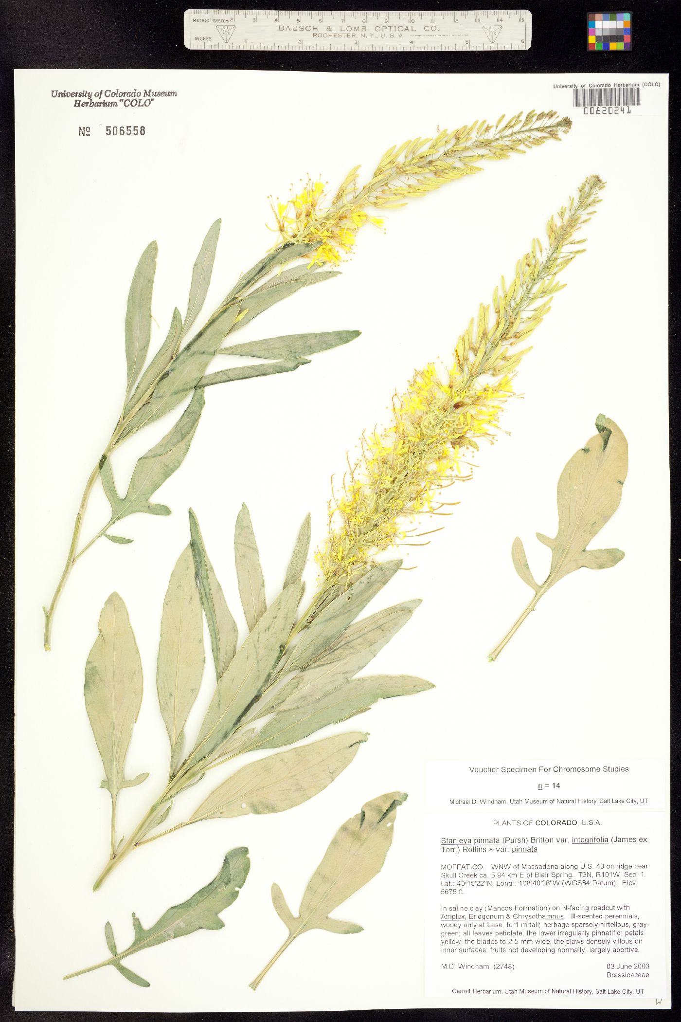 Stanleya pinnata var. integrifolia image