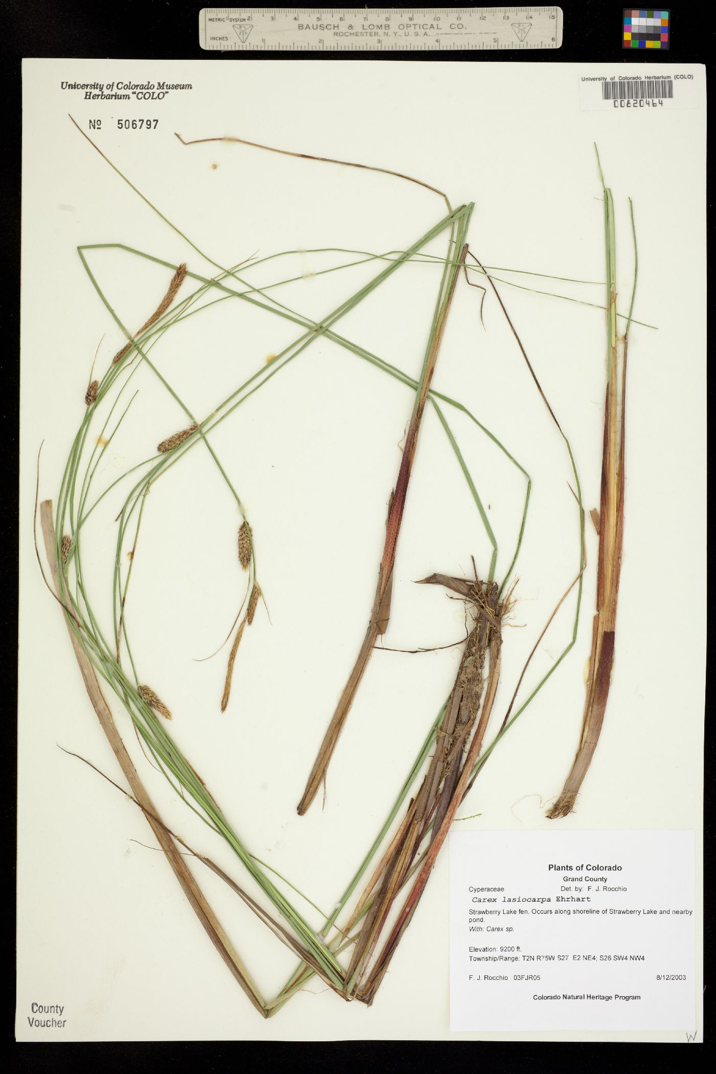 Carex lasiocarpa image