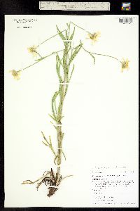 Picradenia helenioides image