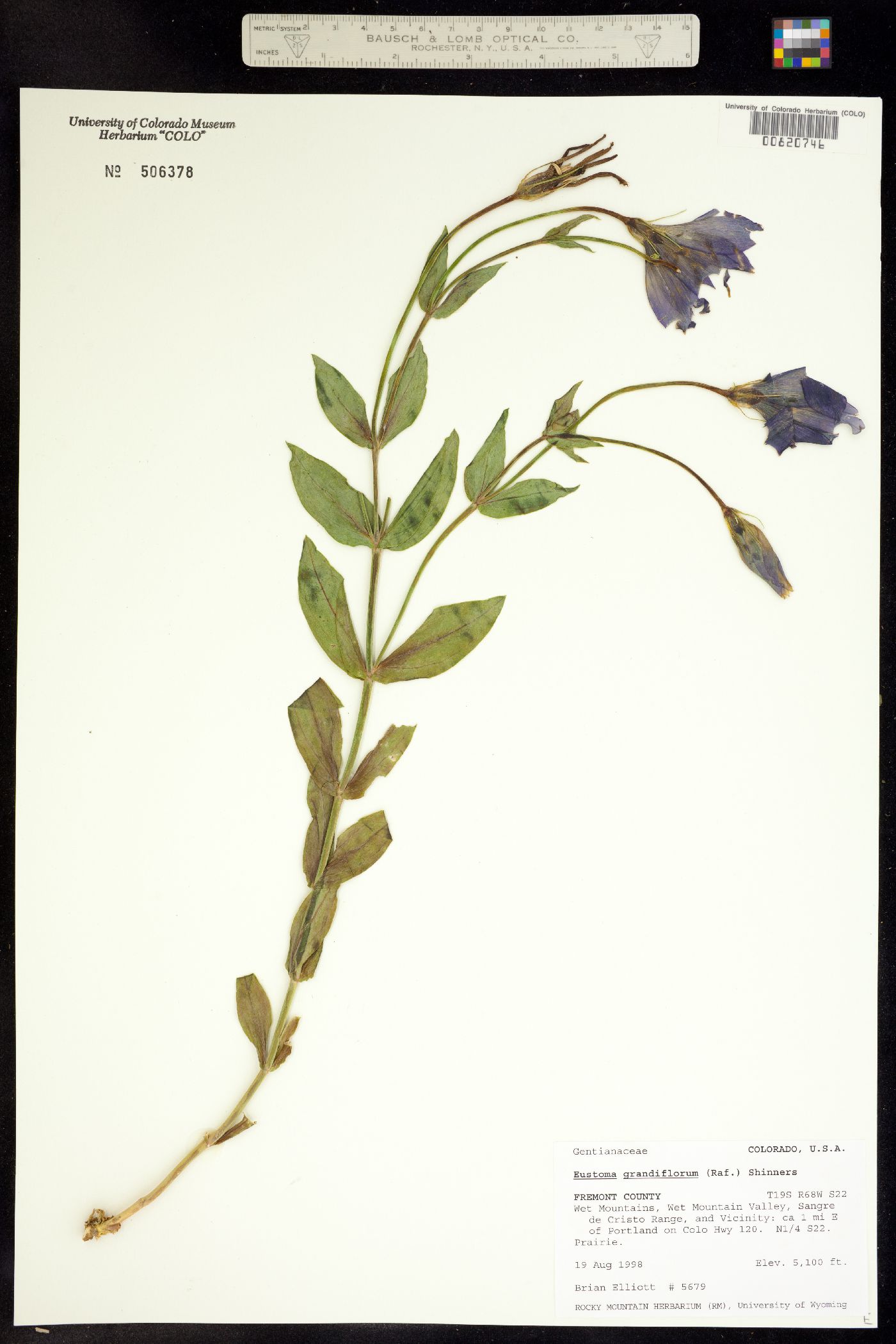 Eustoma image