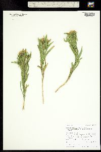 Oonopsis foliosa var. monocephala image