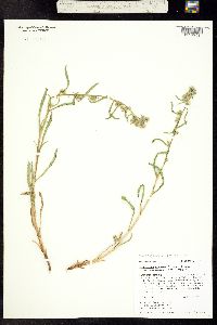 Oreocarya suffruticosa var. pustulosa image
