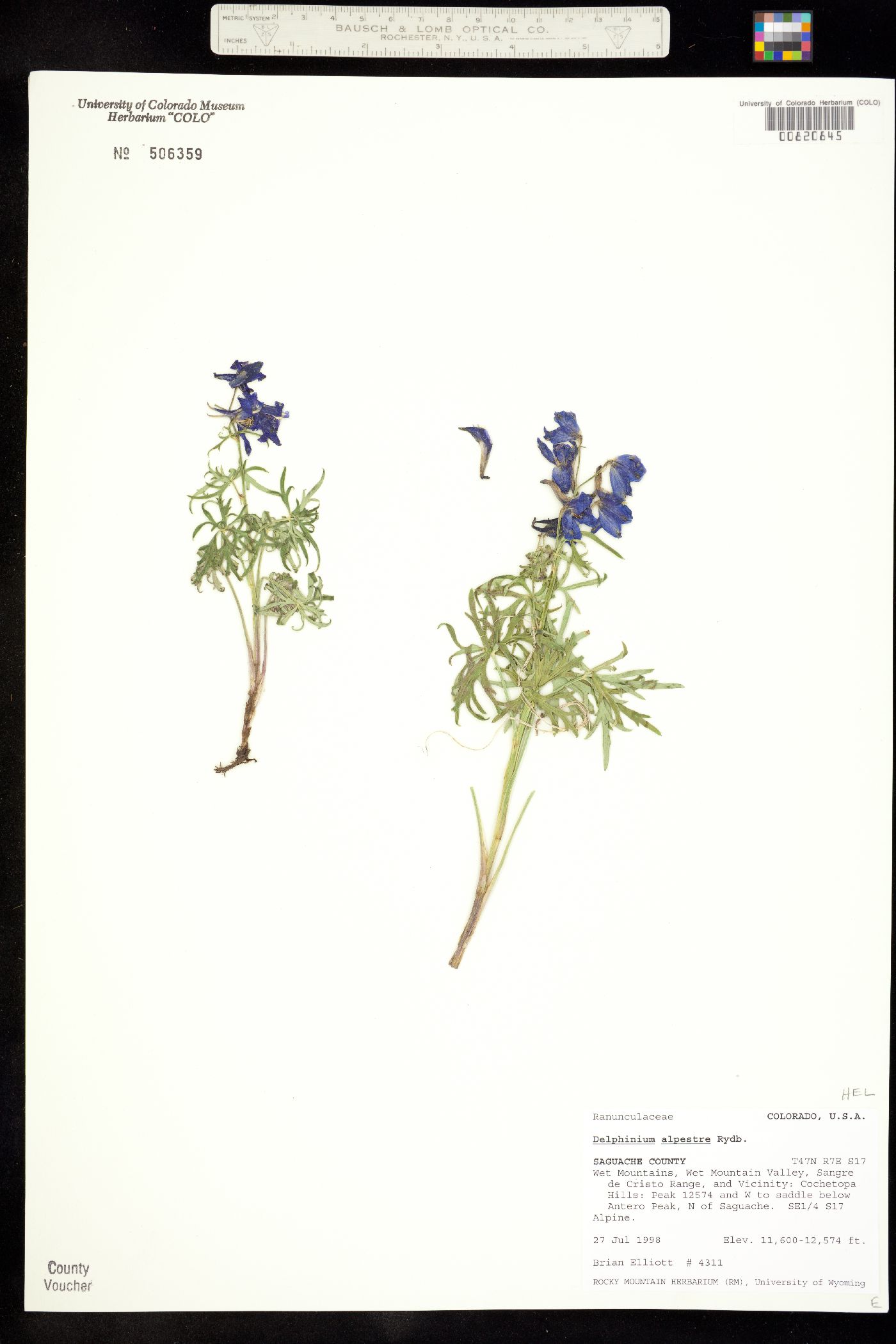 Delphinium alpestre image