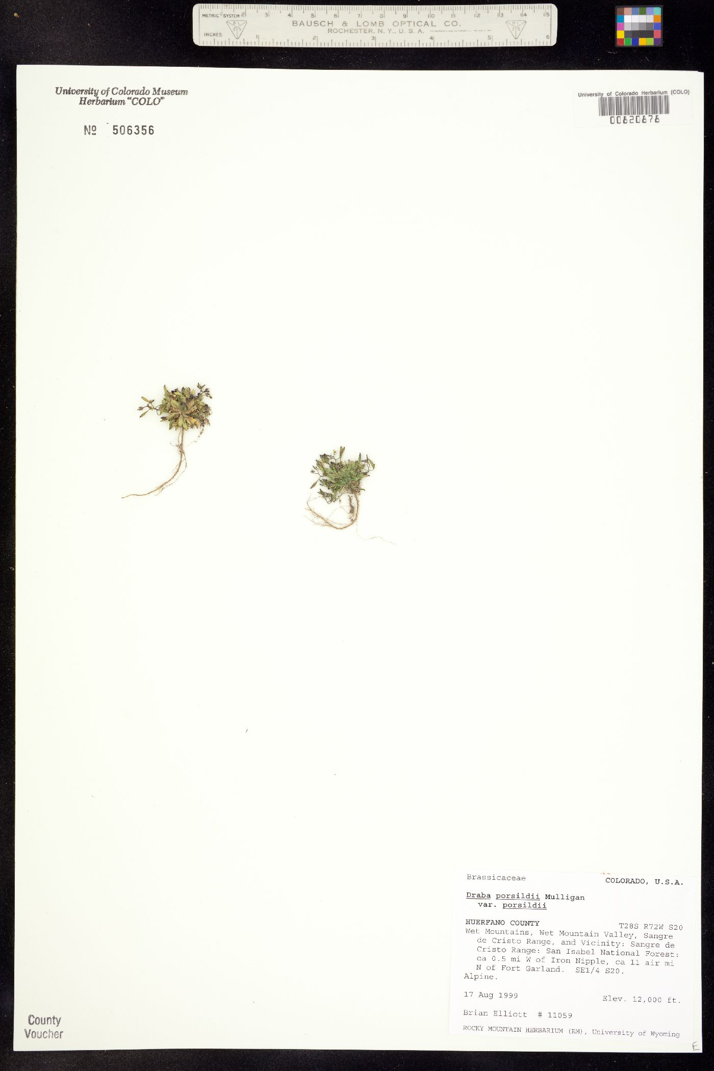 Draba porsildii image