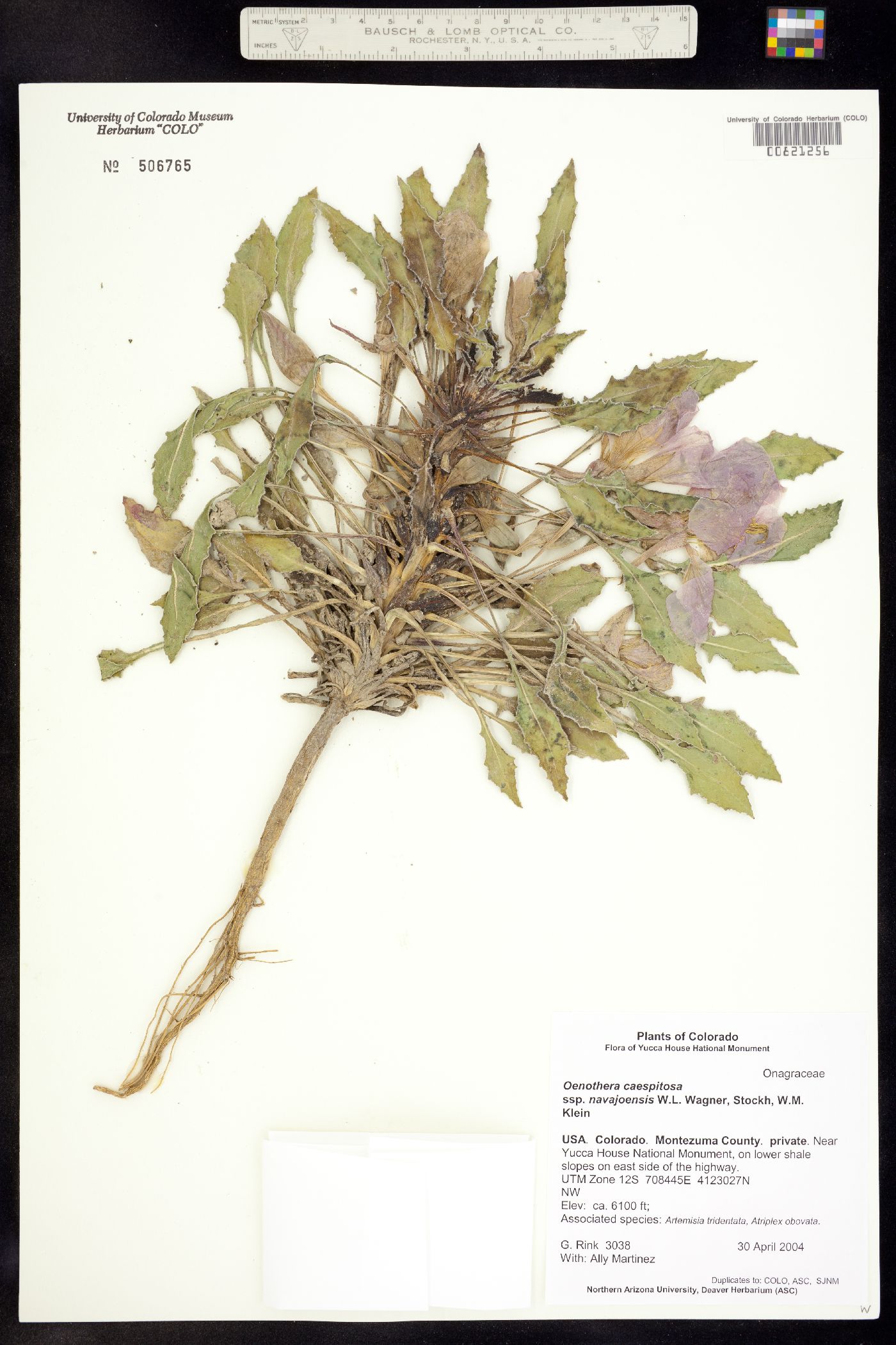 Oenothera cespitosa ssp. navajoensis image
