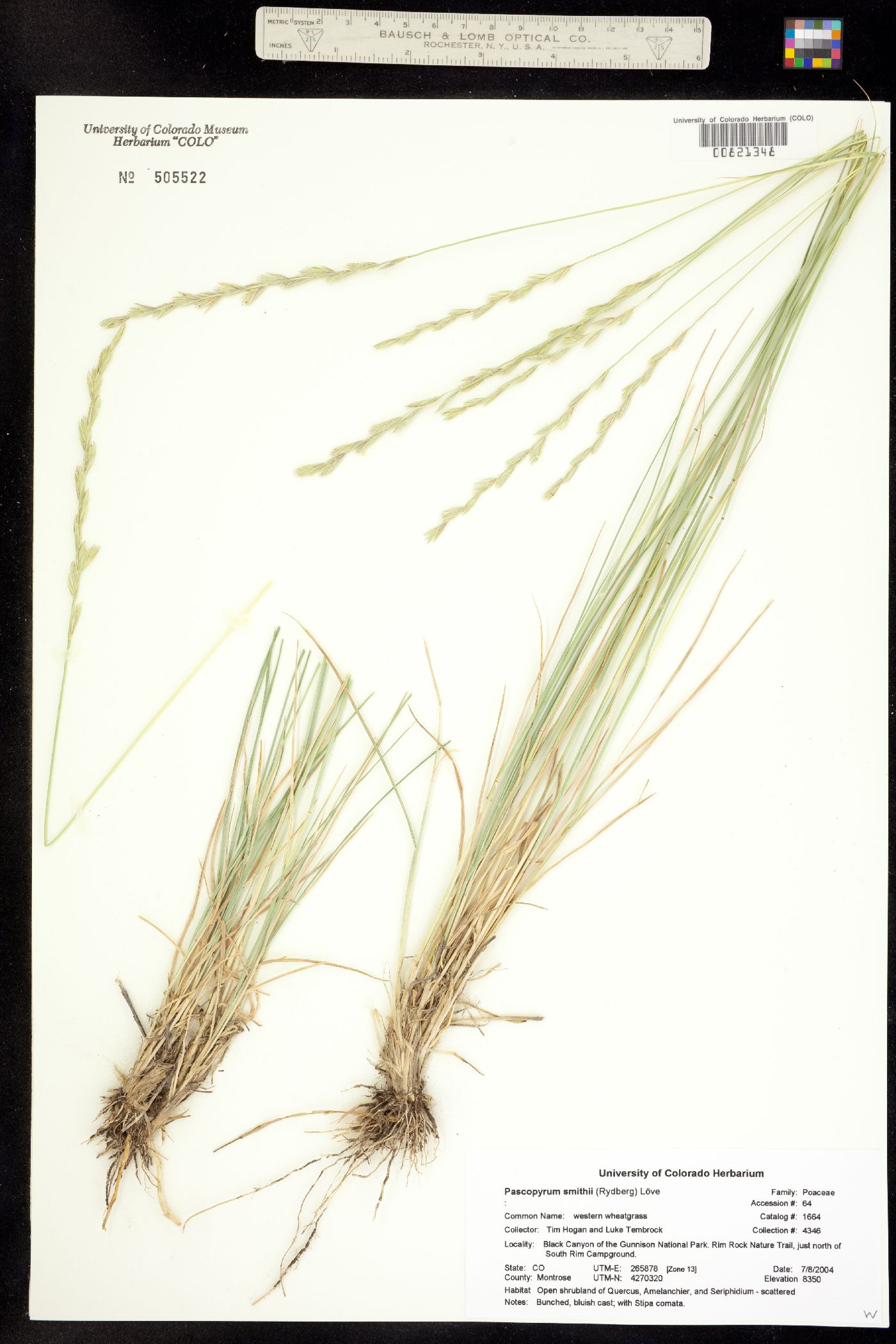 Pascopyrum smithii image