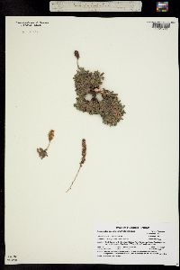 Petrophyton caespitosum image