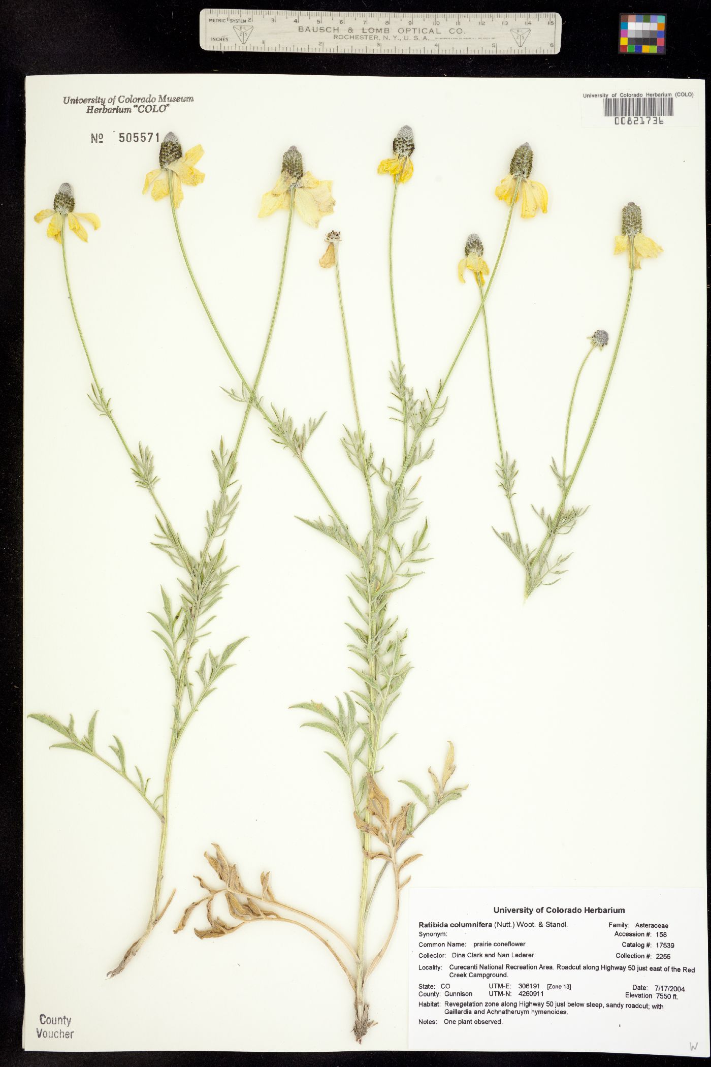 Ratibida columnifera image