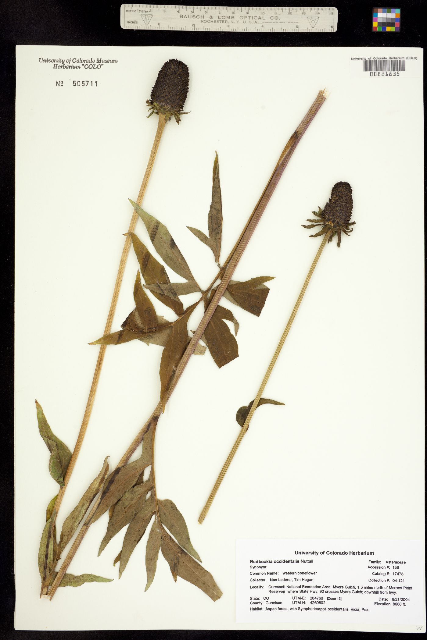 Rudbeckia occidentalis image