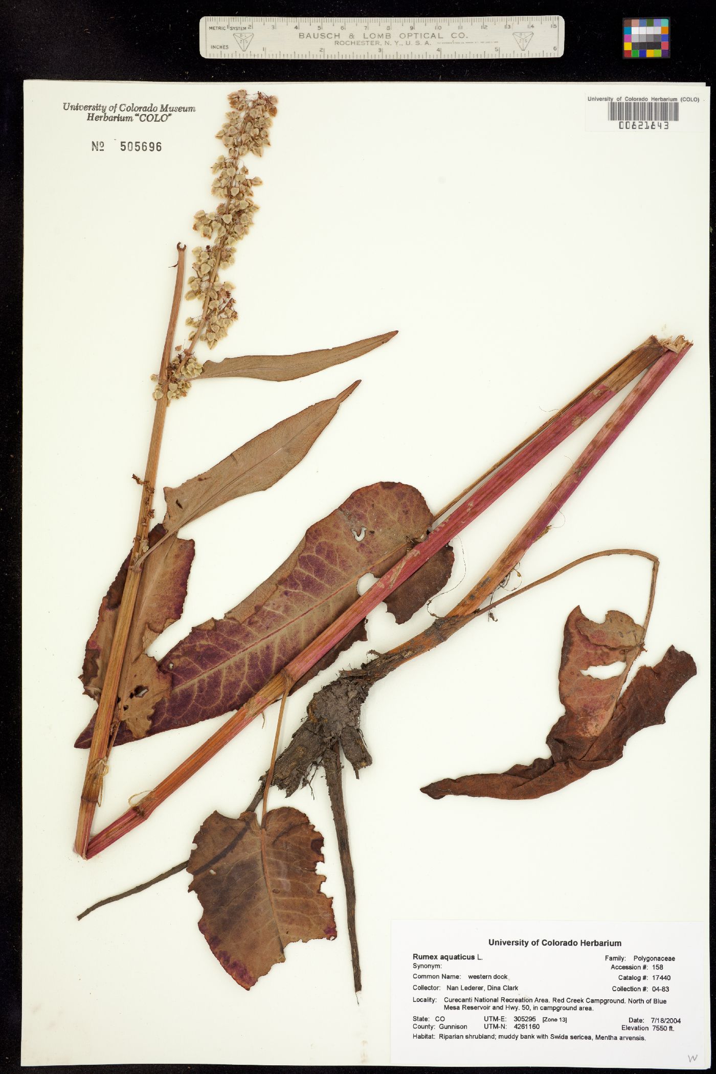 Rumex occidentalis image