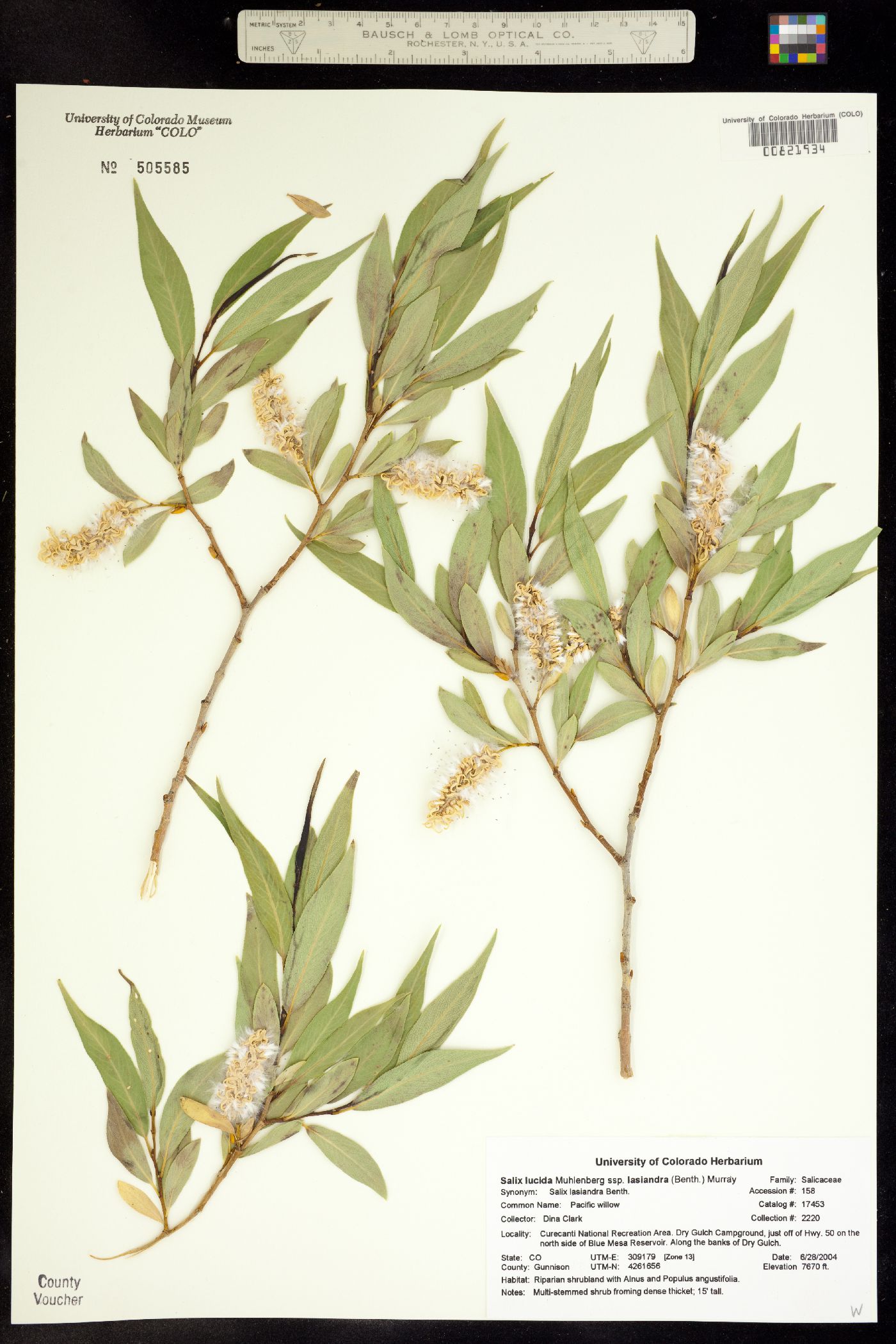 Salix lucida image