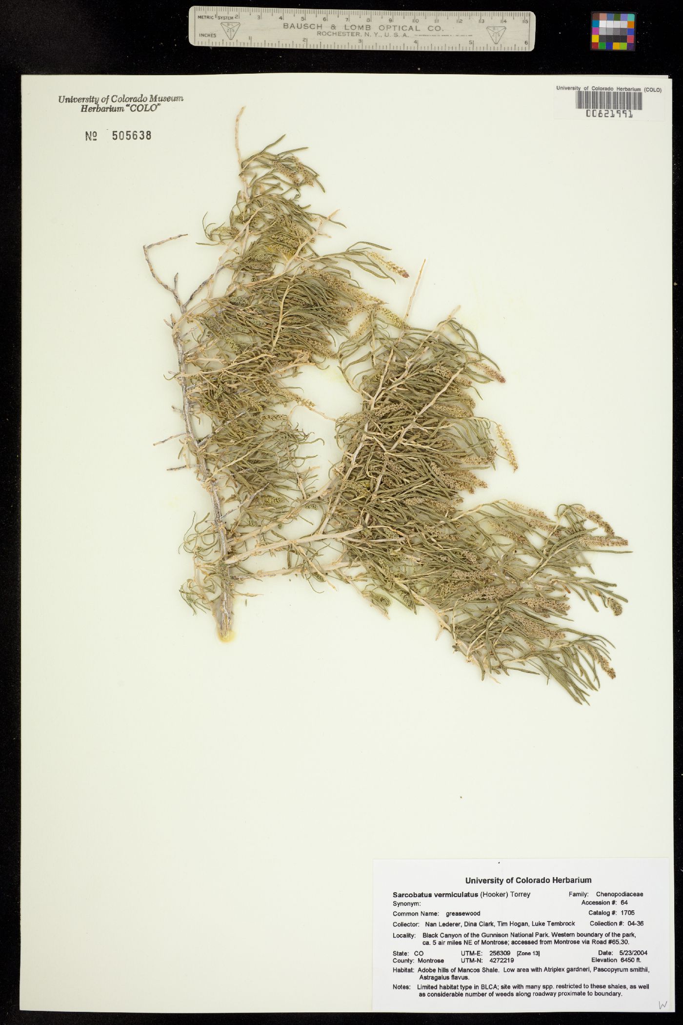 Sarcobatus vermiculatus image