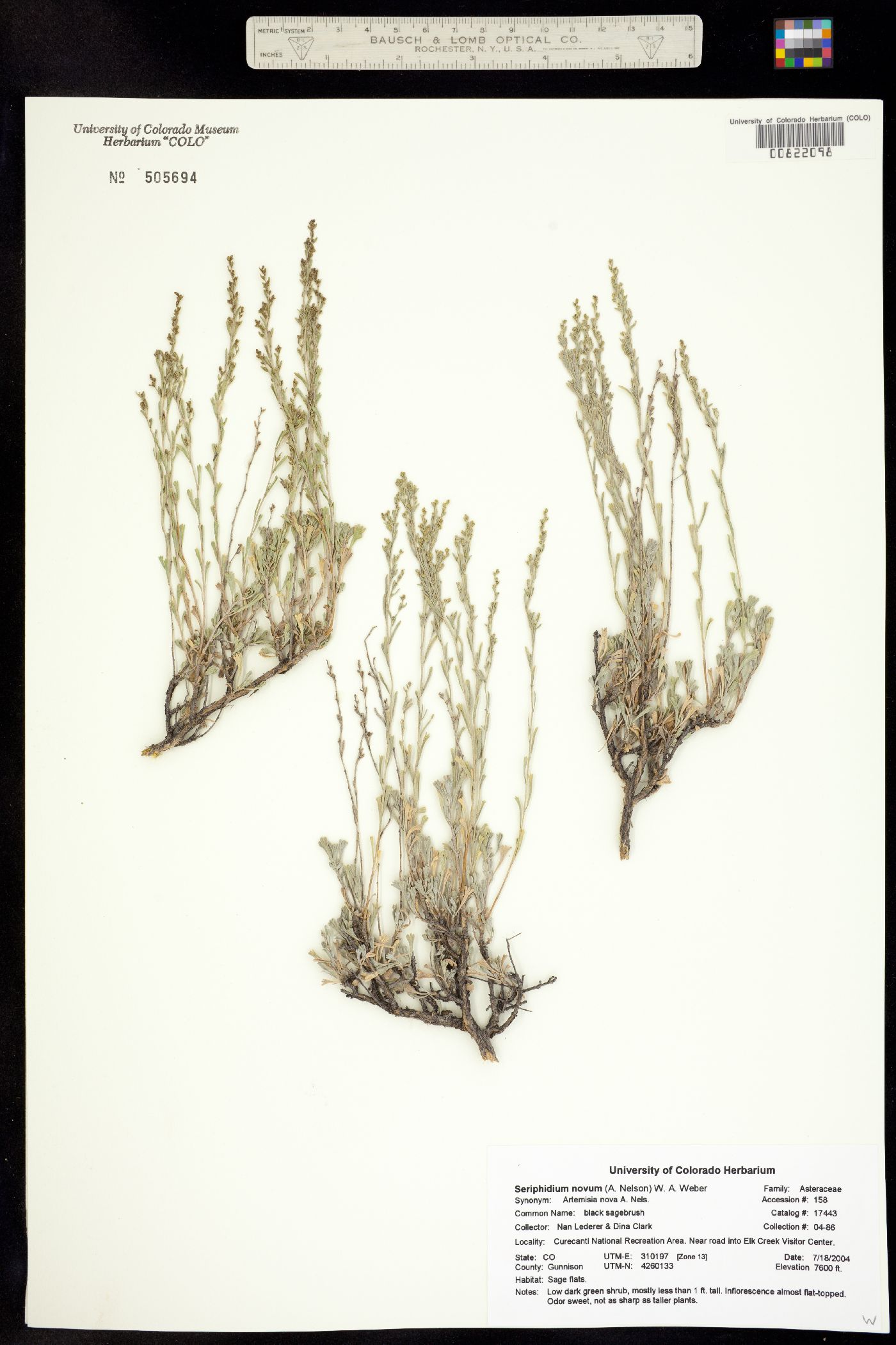 Artemisia nova image