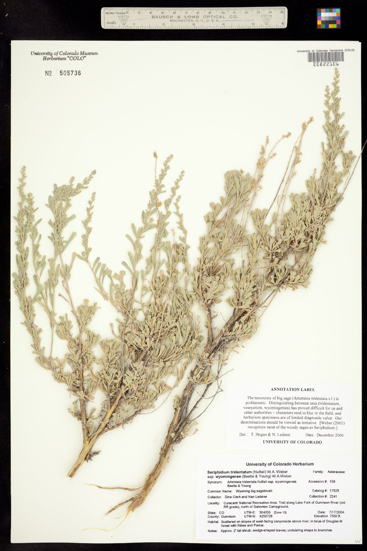 Seriphidium tridentatum ssp. wyomingensis image