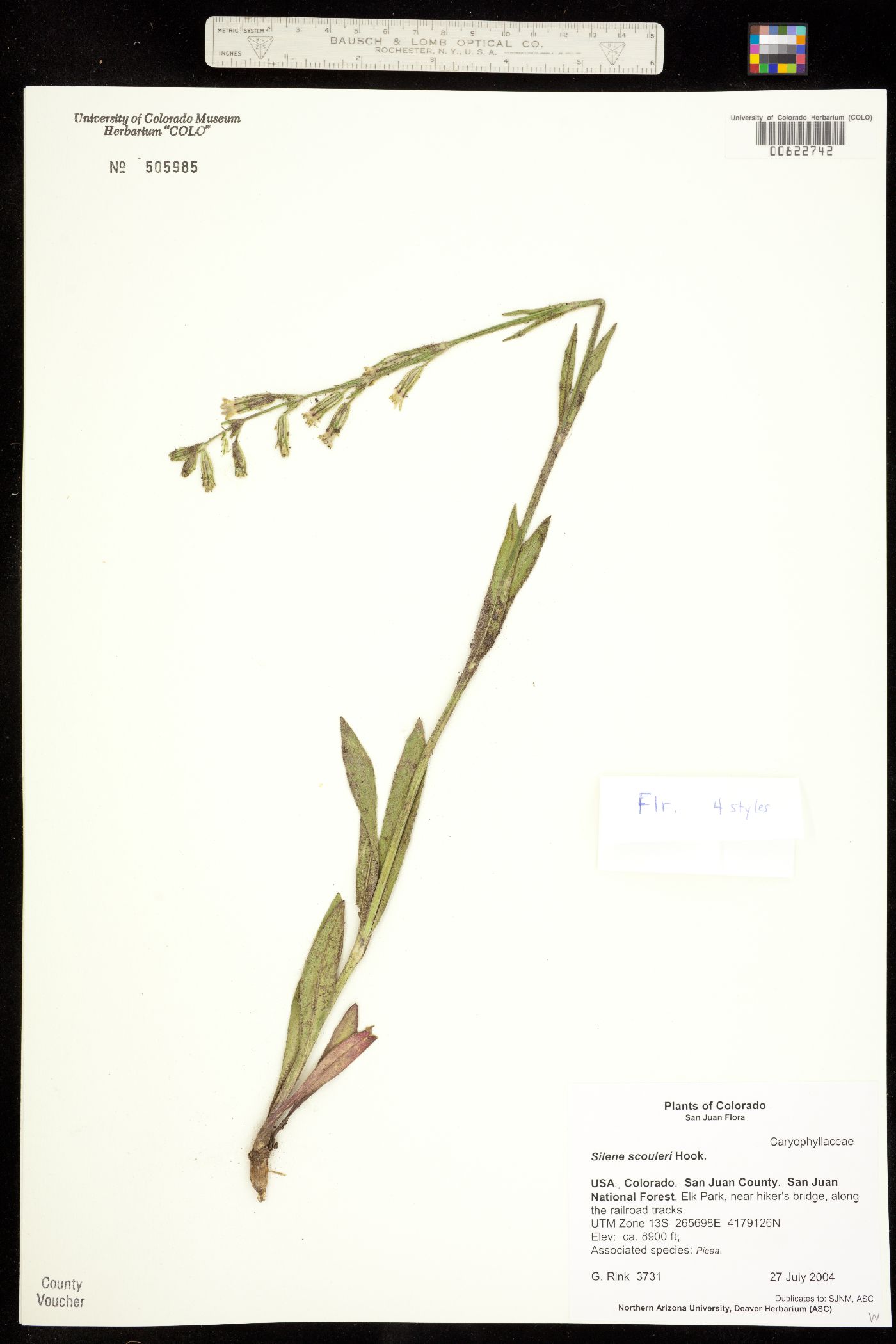 Silene scouleri ssp. hallii image