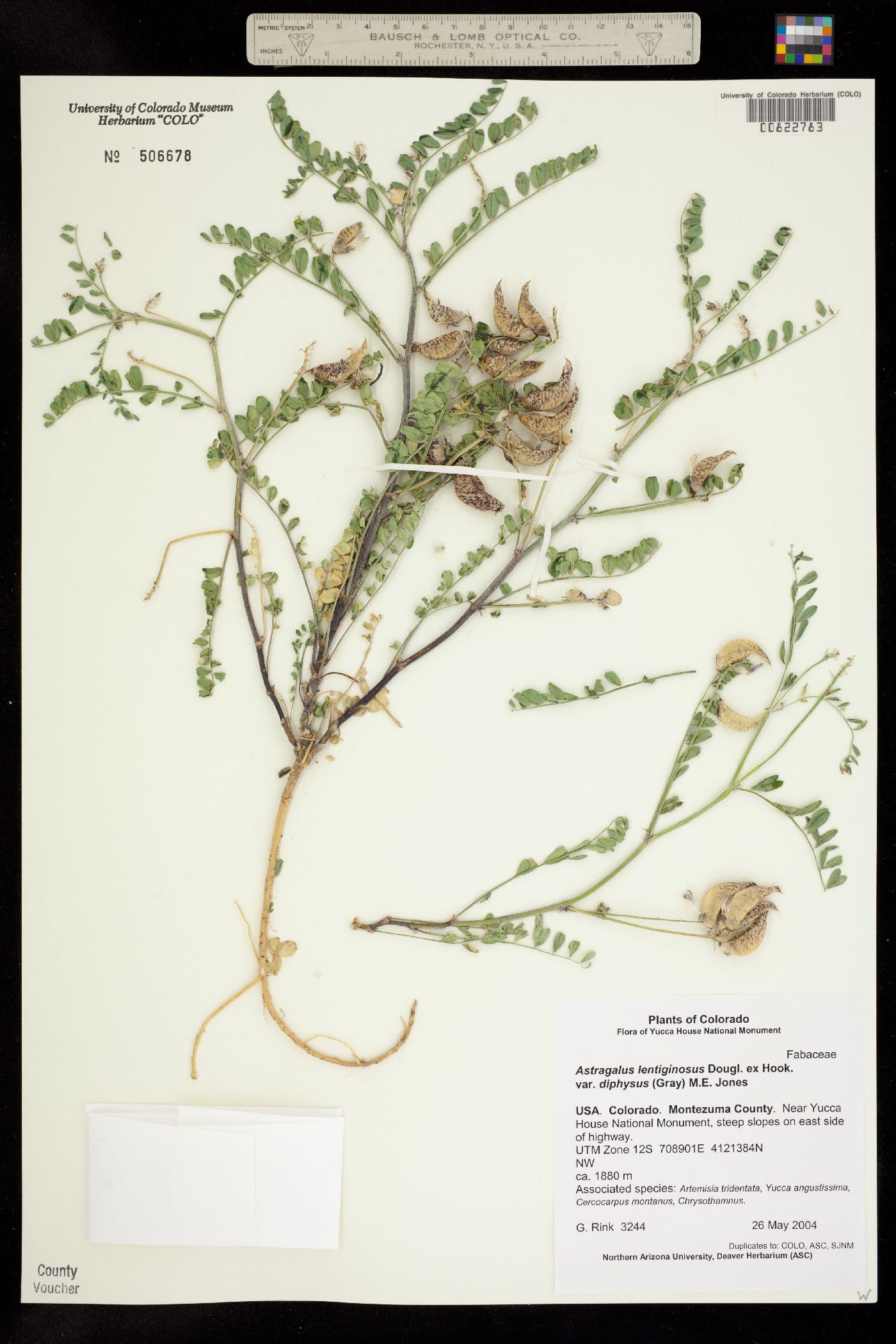 Astragalus lentiginosus var. diphysus image