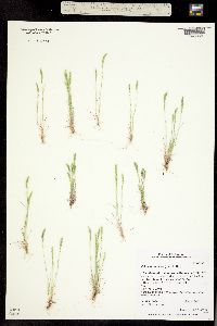 Vulpia bromoides image
